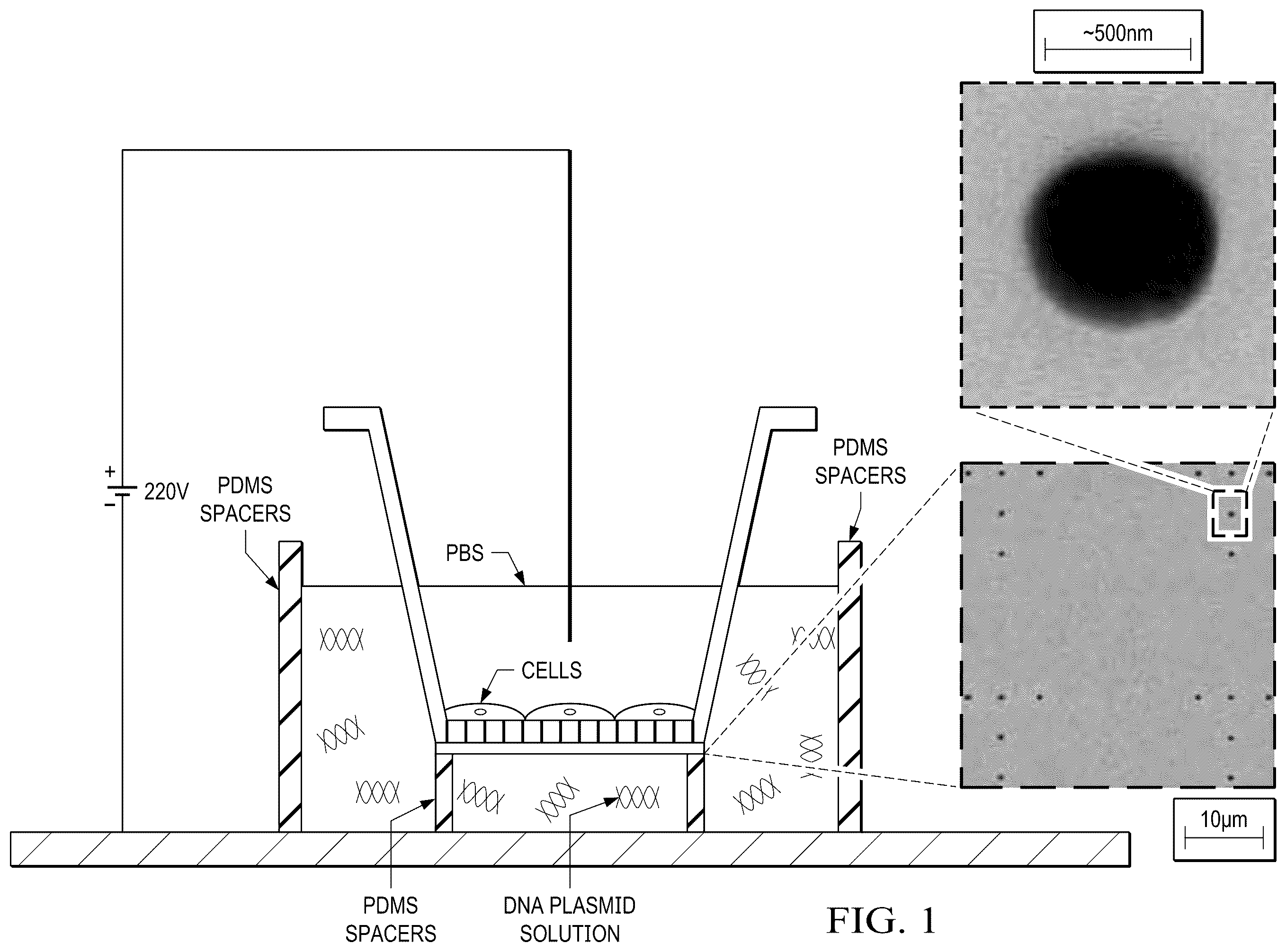 Patent US12359188 — Method for producing therapeutic exosomes from nanoelectroporation and other non-endocytic cell transfection — Figure 1