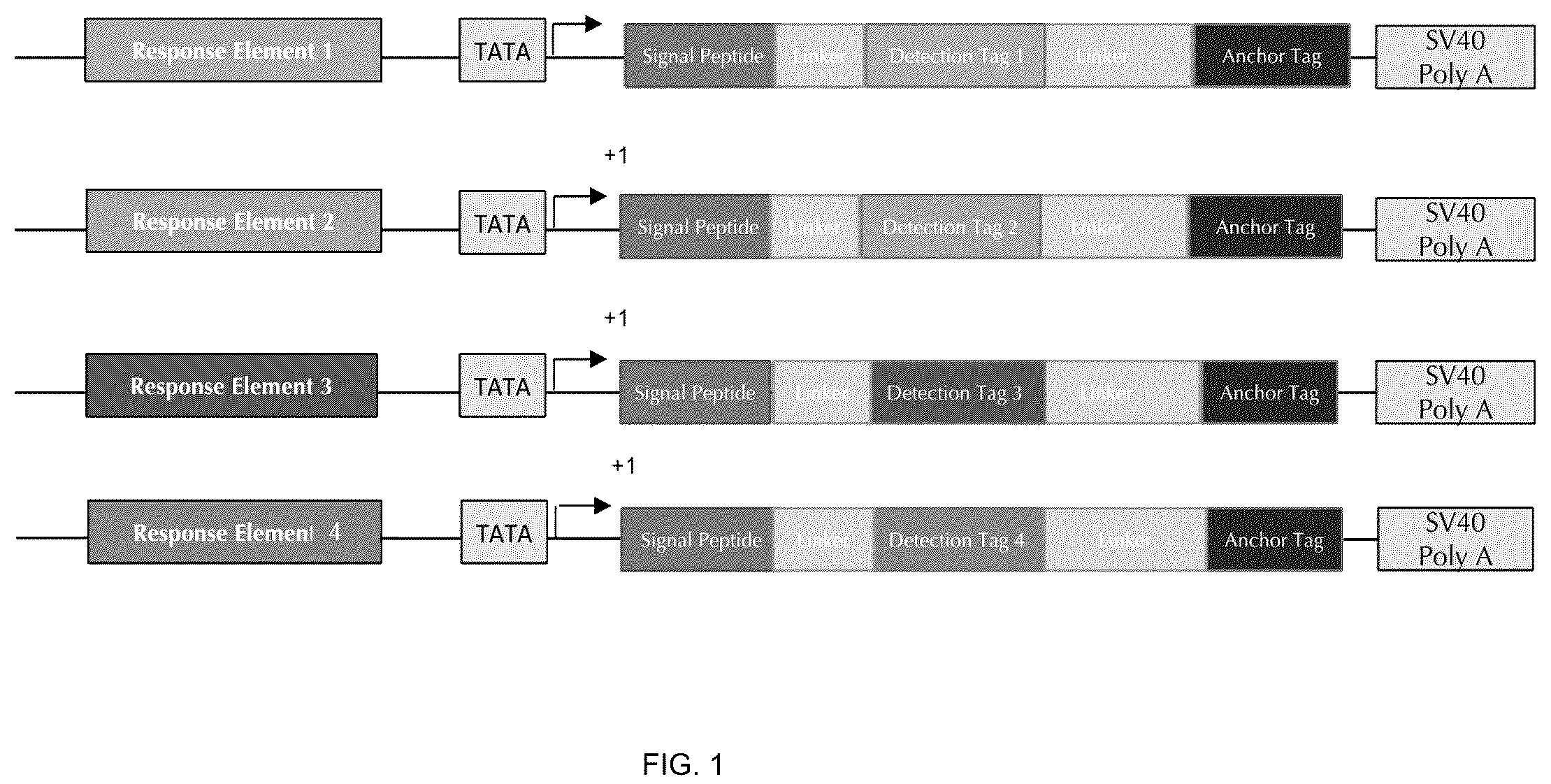 Patent US12359195 Figure 1 – Secreted reporter-peptides for optimizing cell-based assays for analysis on immuno-assay platforms