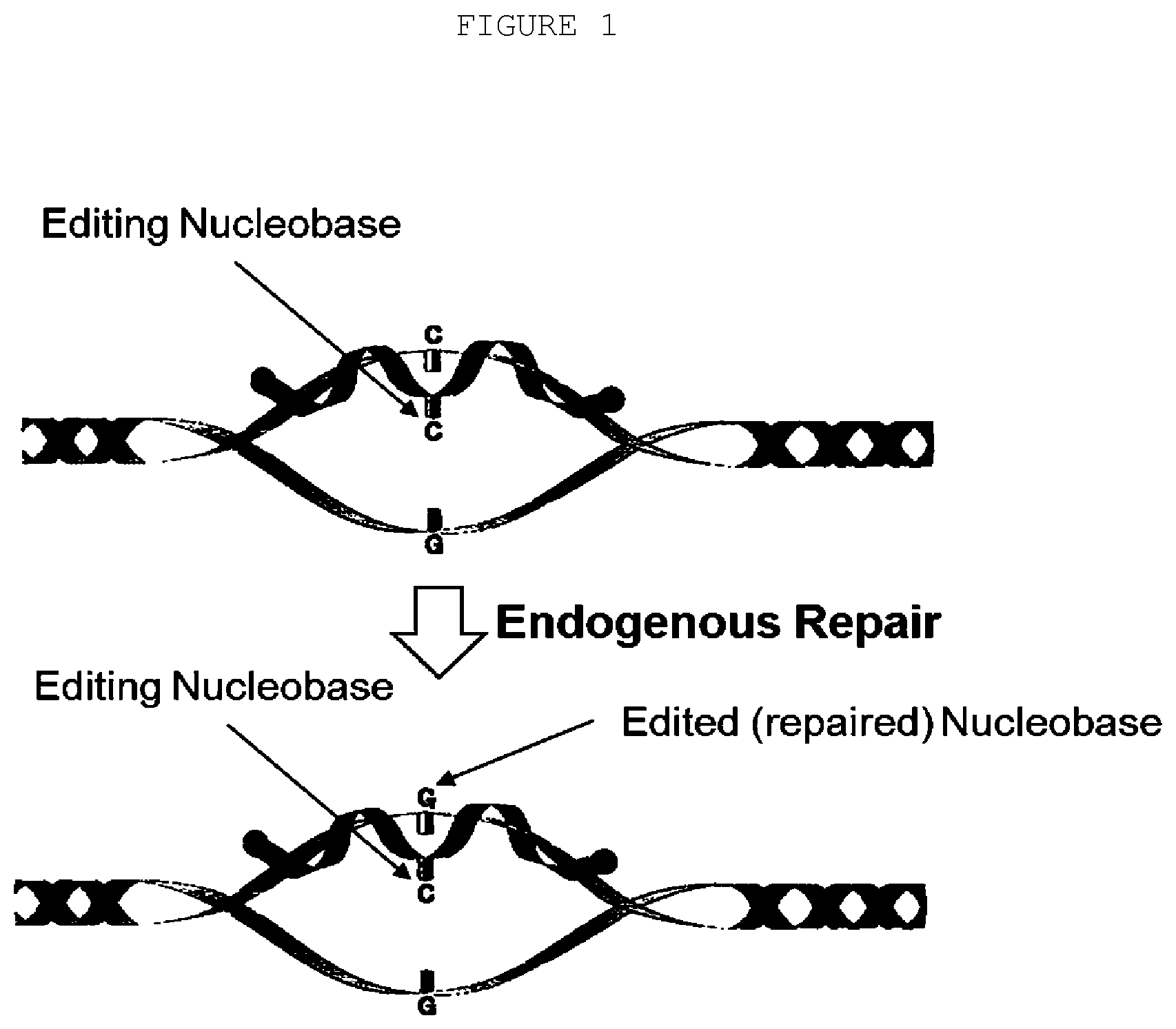 Patent US12359197 — Compositions and methods for editing nucleic acids in cells utilizing oligonucleotides — Figure 1