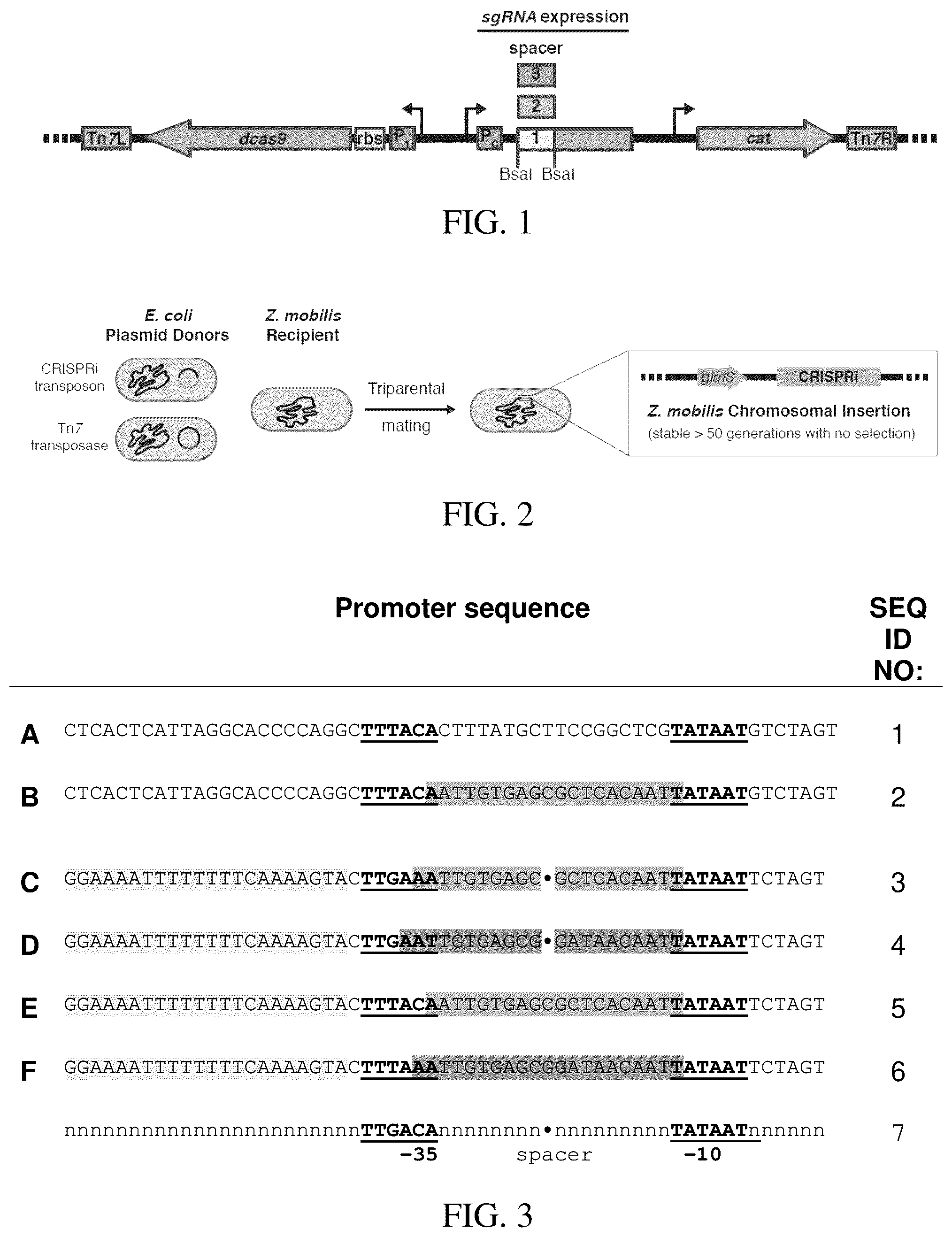 Patent US12359198 — High-efficacy crispri system and strong synthetic promoters for alphaproteobacteria and gammaproteobacteria — Figure 1
