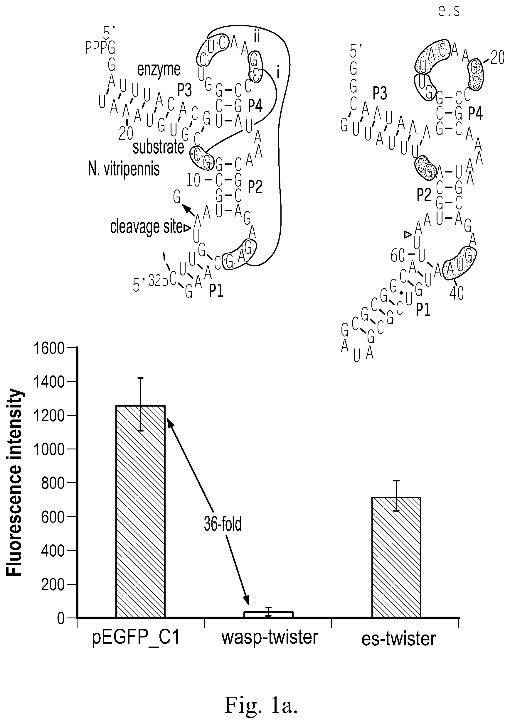 Patent US12359199 — Regulation of gene expression via aptamer-mediated control of self-cleaving ribozymes — Figure 1