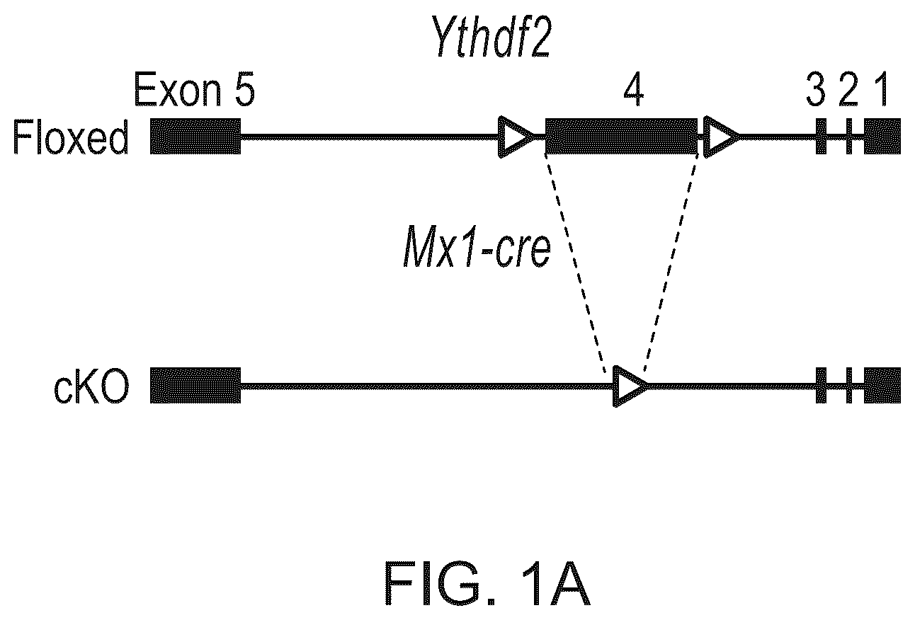 Patent US12359200 — Methods and compositions for expansion of cell population — Figure 1