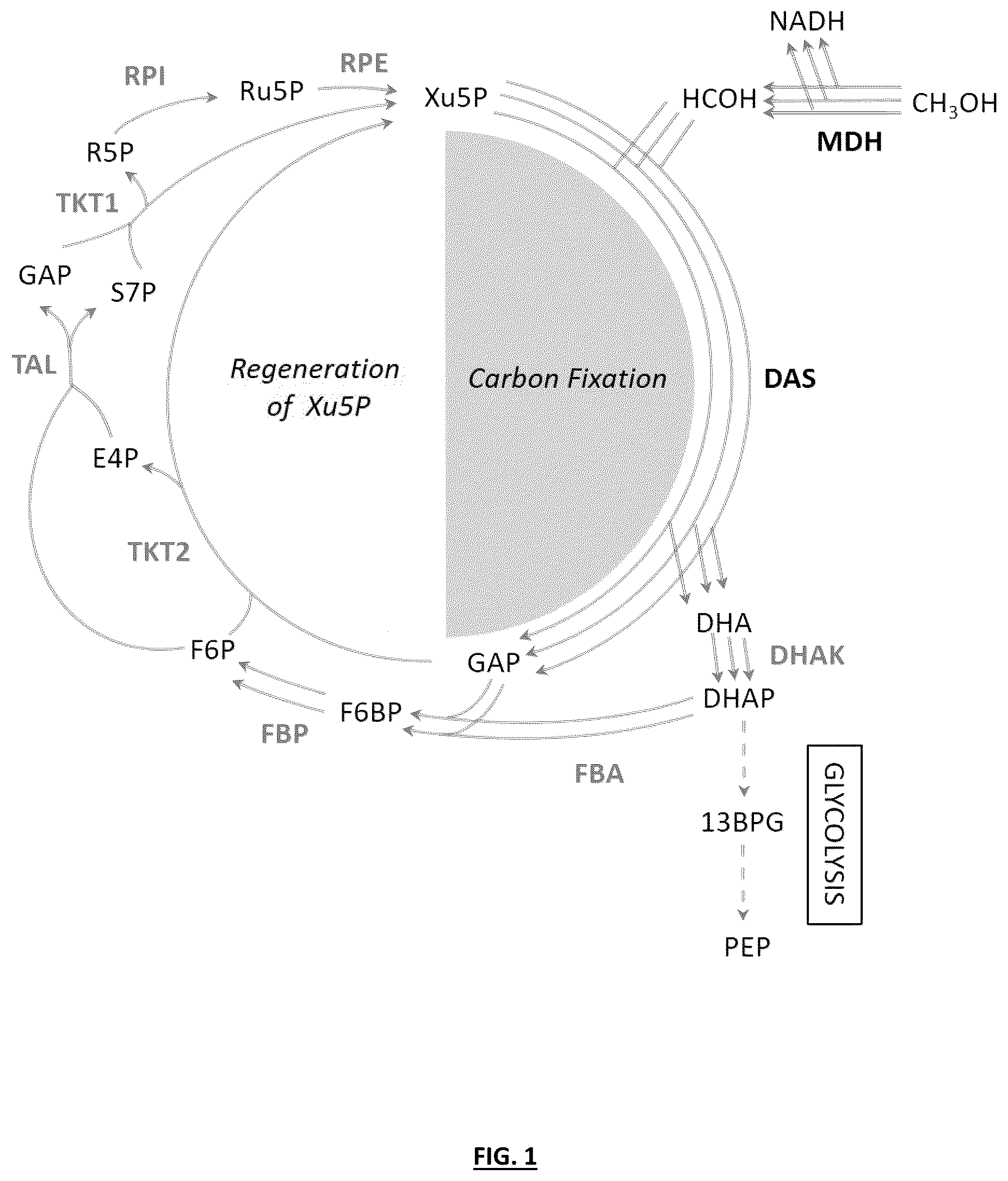 Patent US12359207 — Synthetic methylotrophy — Figure 1