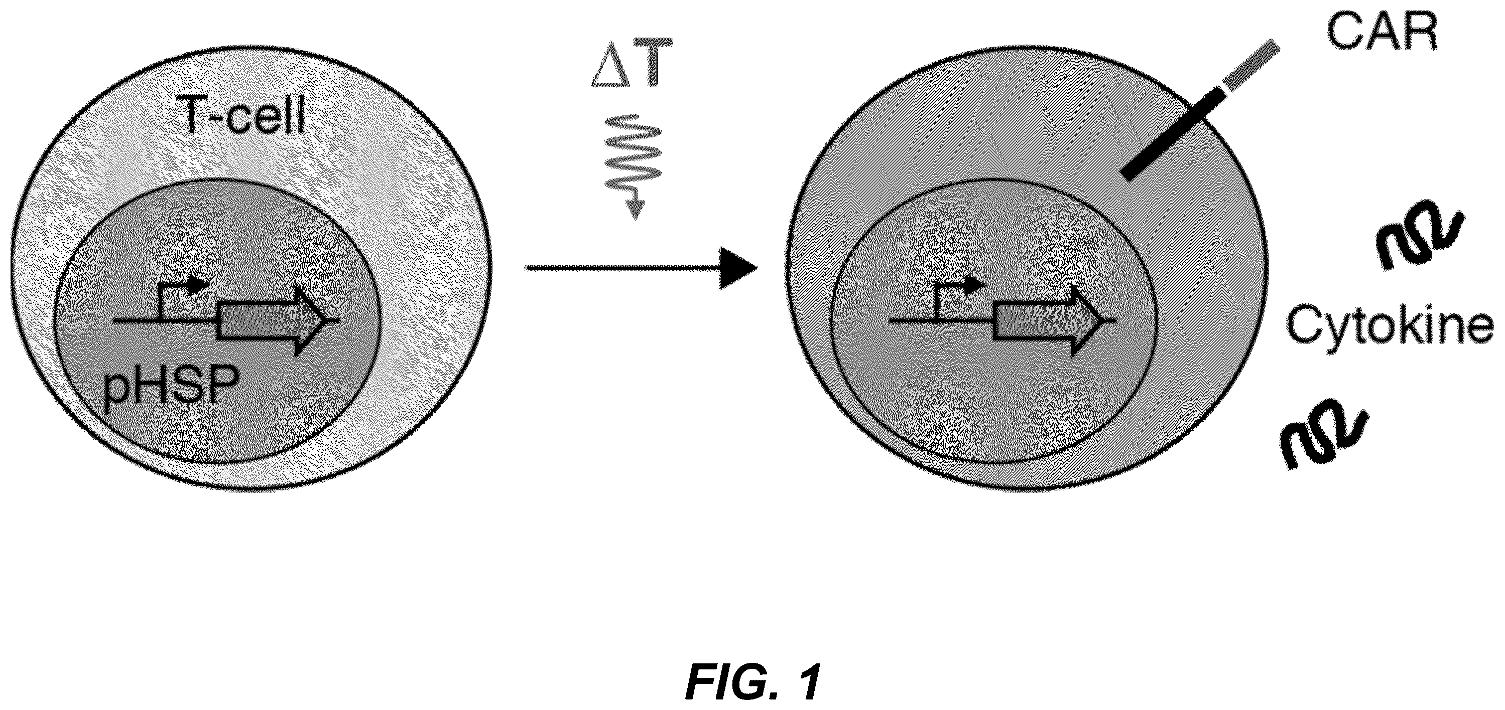 Patent US12359208 — Thermal control of T-cell immunotherapy through molecular and physical actuation — Figure 1