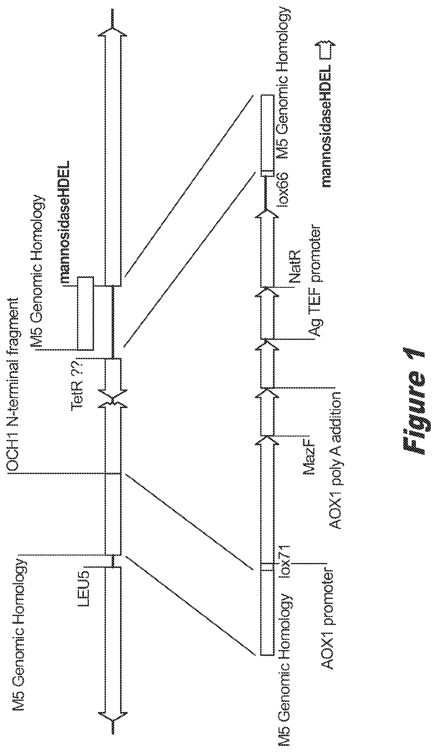 Patent US12359211 Figure 1 – Pichia pastoris strains for producing predominantly homogeneous glycan structure