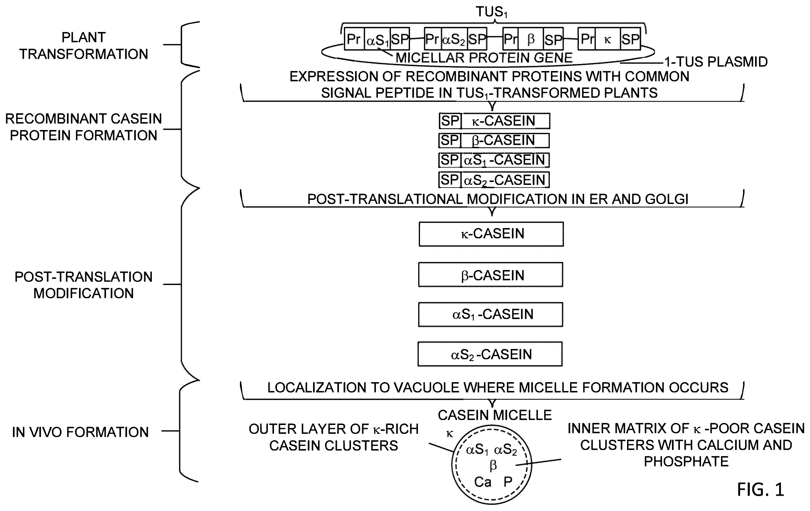 Patent US12359212 Figure 1 – Recombinant micelle and method of in vivo assembly