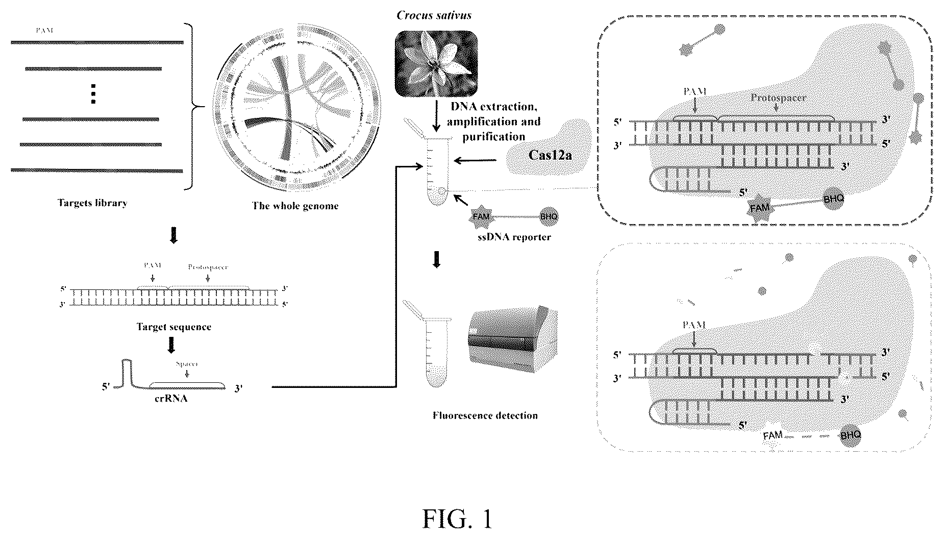 Patent US12359213 — Method and use for identifying plant species based on whole genome analysis and genome editing — Figure 1