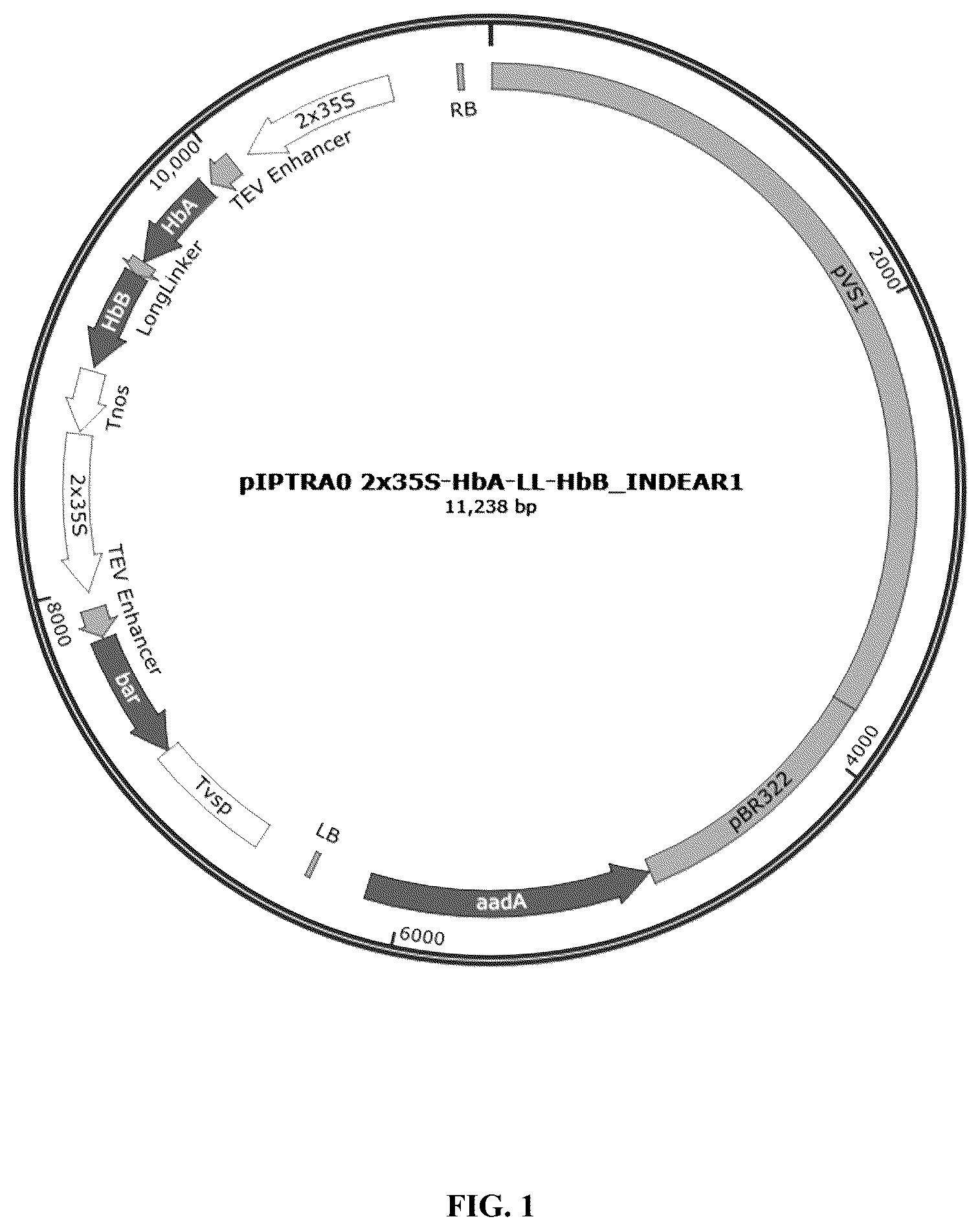 Patent US12359214 — High expression of animal heme protein in plants — Figure 1