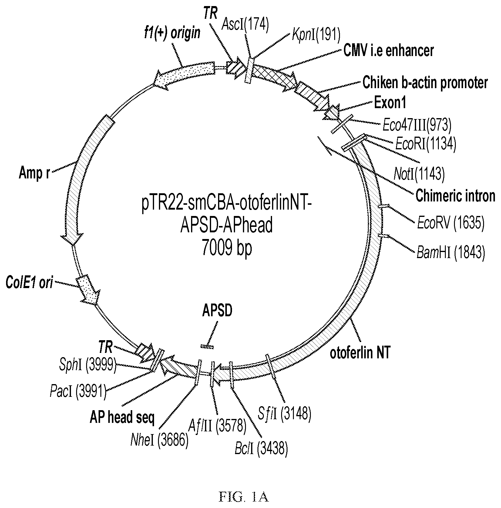 Patent US12359221 — Compositions and methods for expressing otoferlin — Figure 1