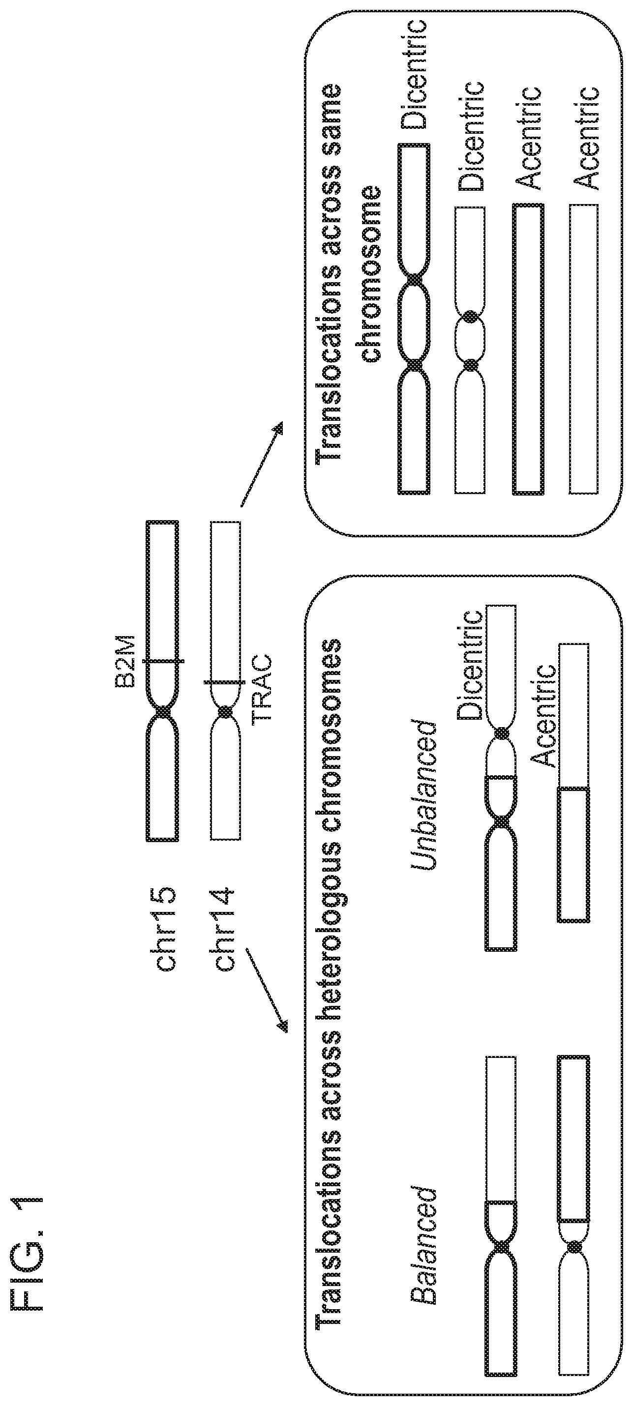 Patent US12359223 — Systems and methods for modulating chromosomal rearrangements — Figure 1