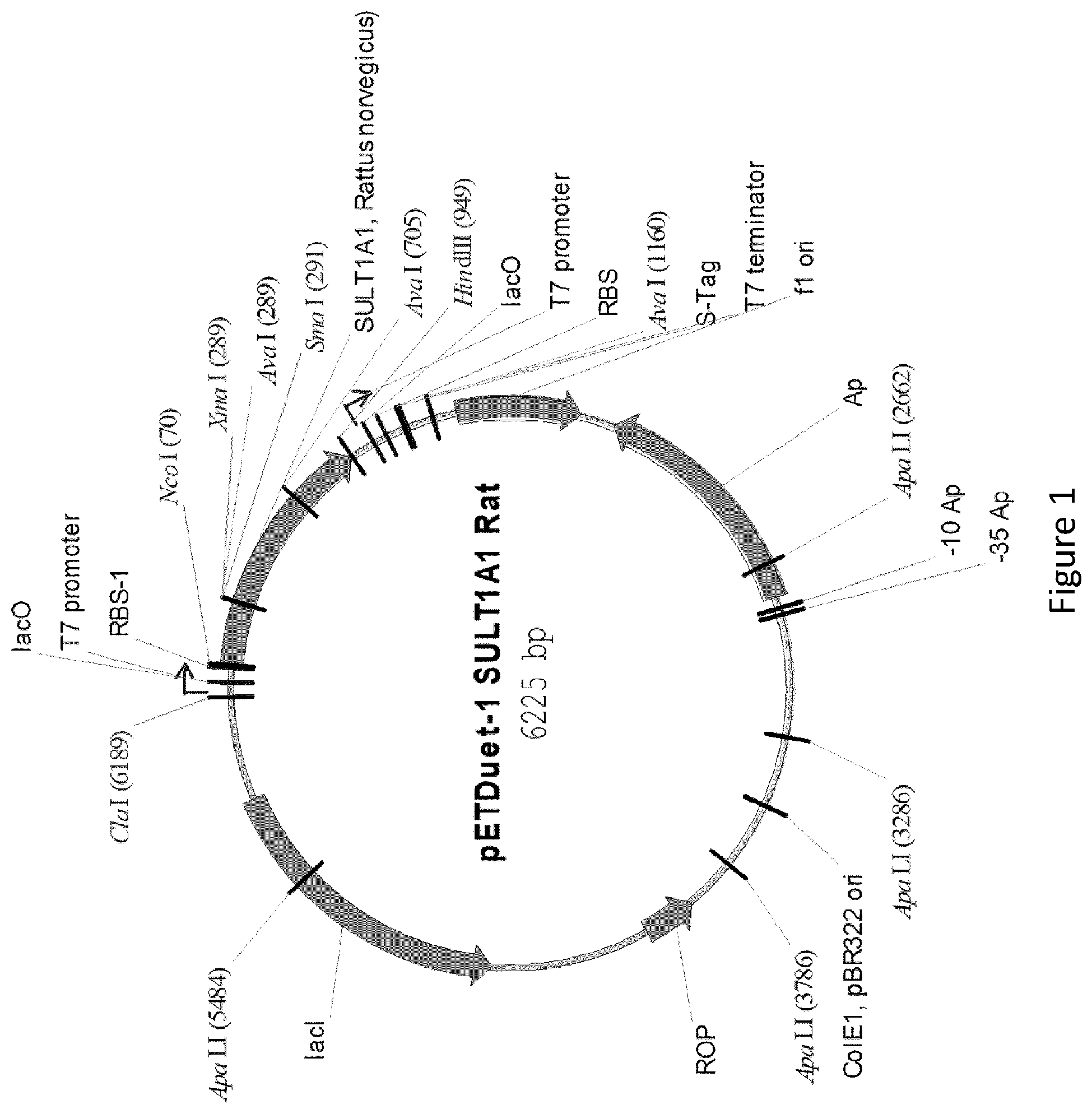 Patent US12359232 — Biological processes for the production of aryl sulfates — Figure 1