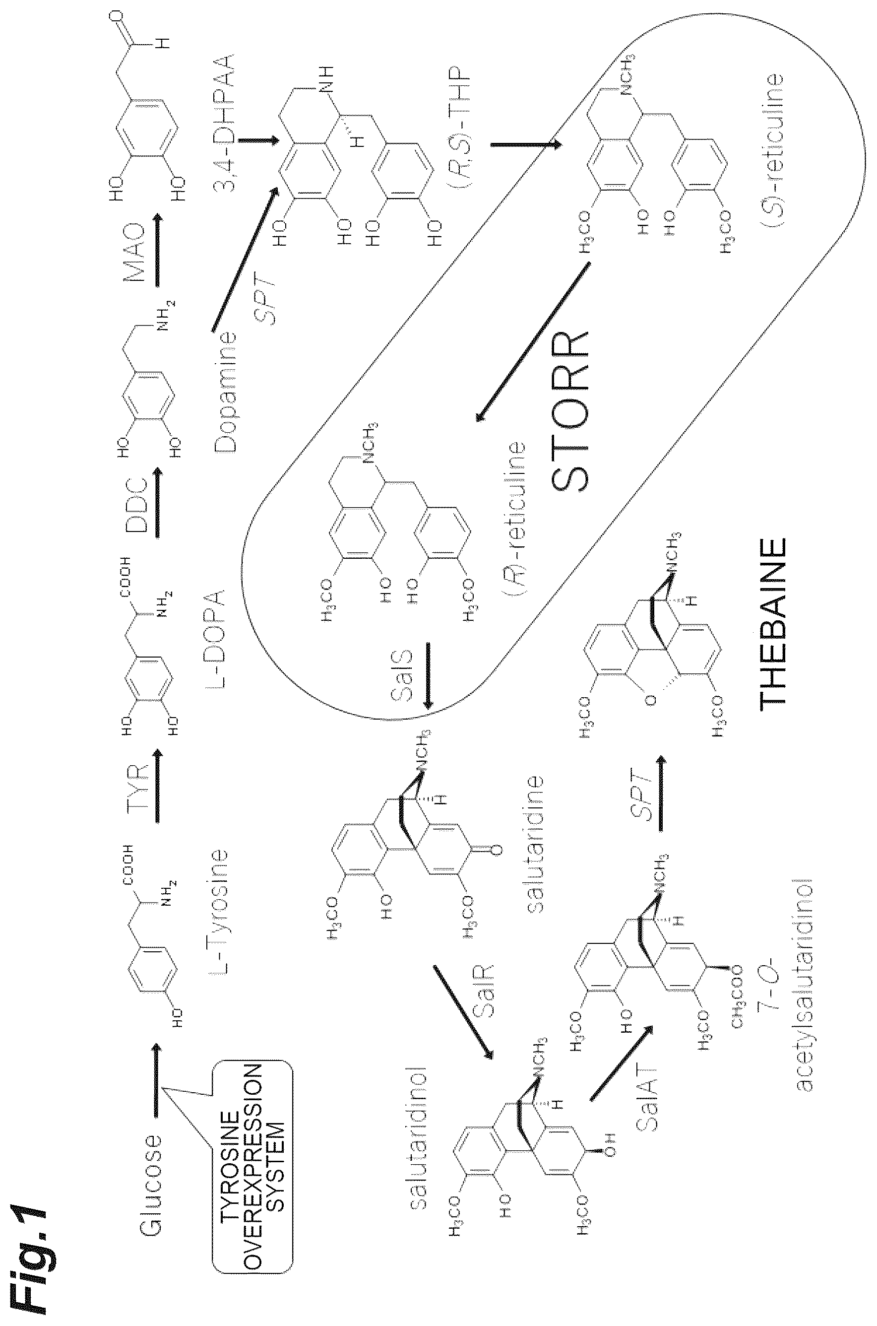 Patent US12359233 — Production method of (R)-reticuline — Figure 1