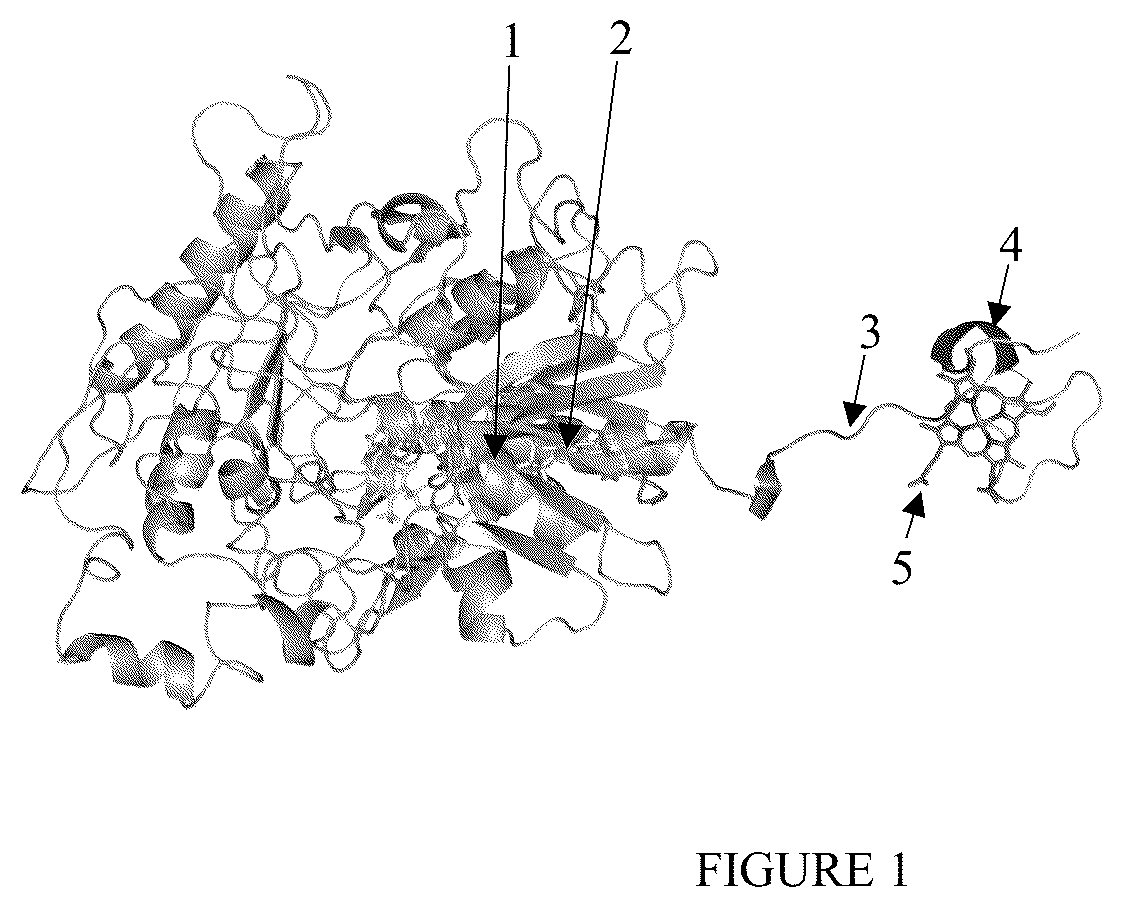 Patent US12359238 — Recombinant flavin-adenine dinucleotide glucose dehydrogenase and uses thereof — Figure 1