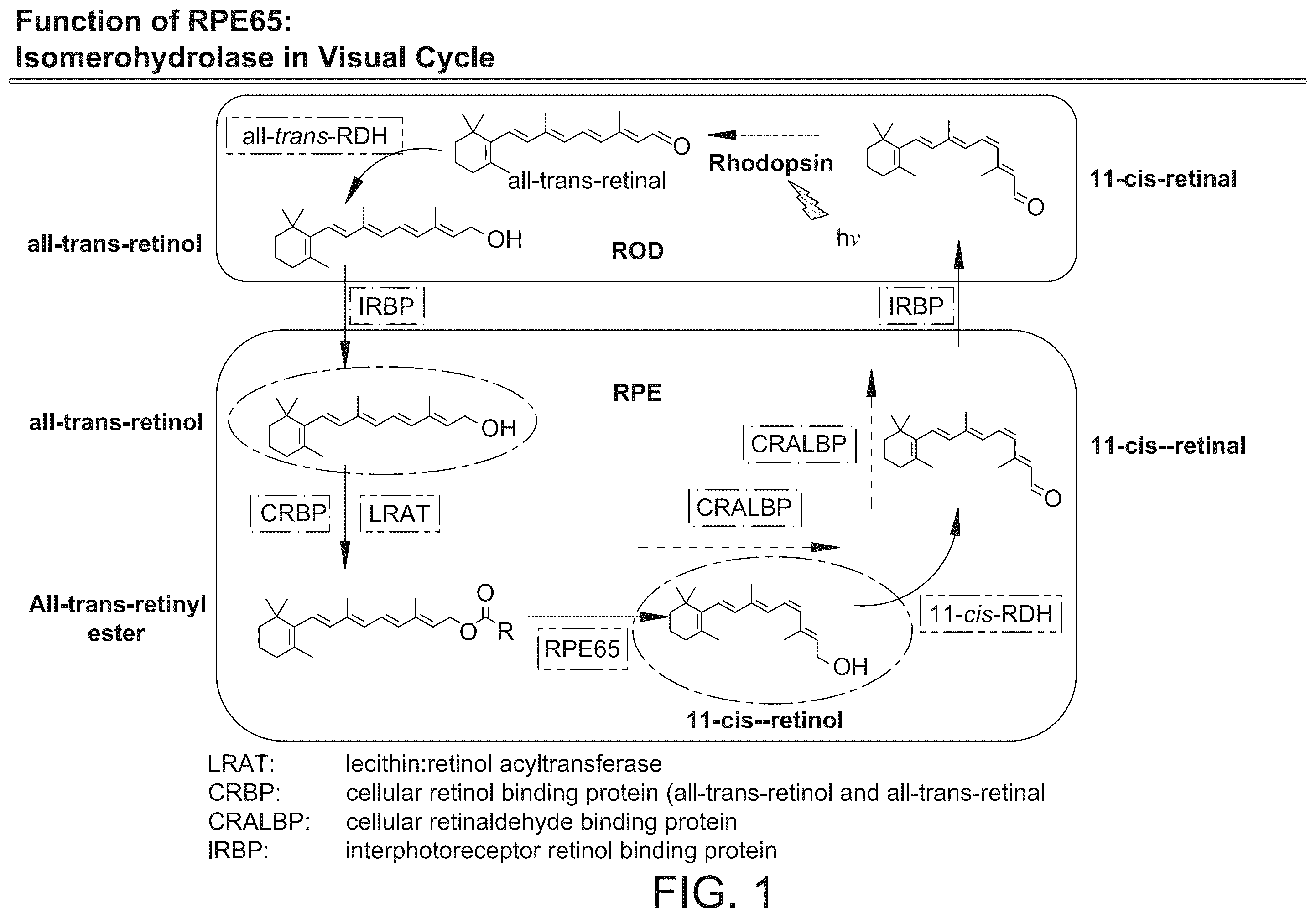 Patent US12359239 — Relative potency assay for viral vector encoding isomerohydrolases — Figure 1
