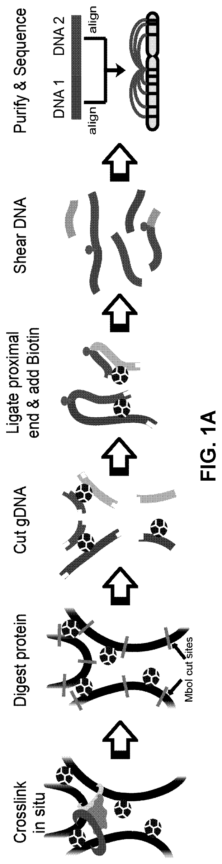 Patent US12359242 — Chemical platform assisted proximity capture (CAP-C) — Figure 1