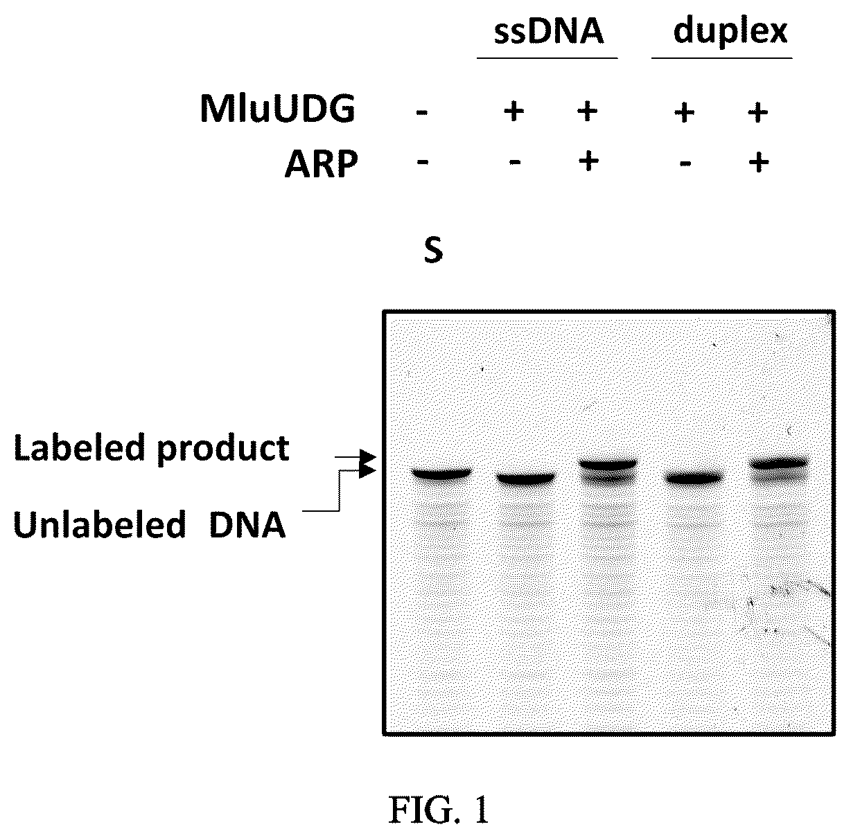 Patent US12359246 — Method, kit and system for end labeling of nucleic acids — Figure 1