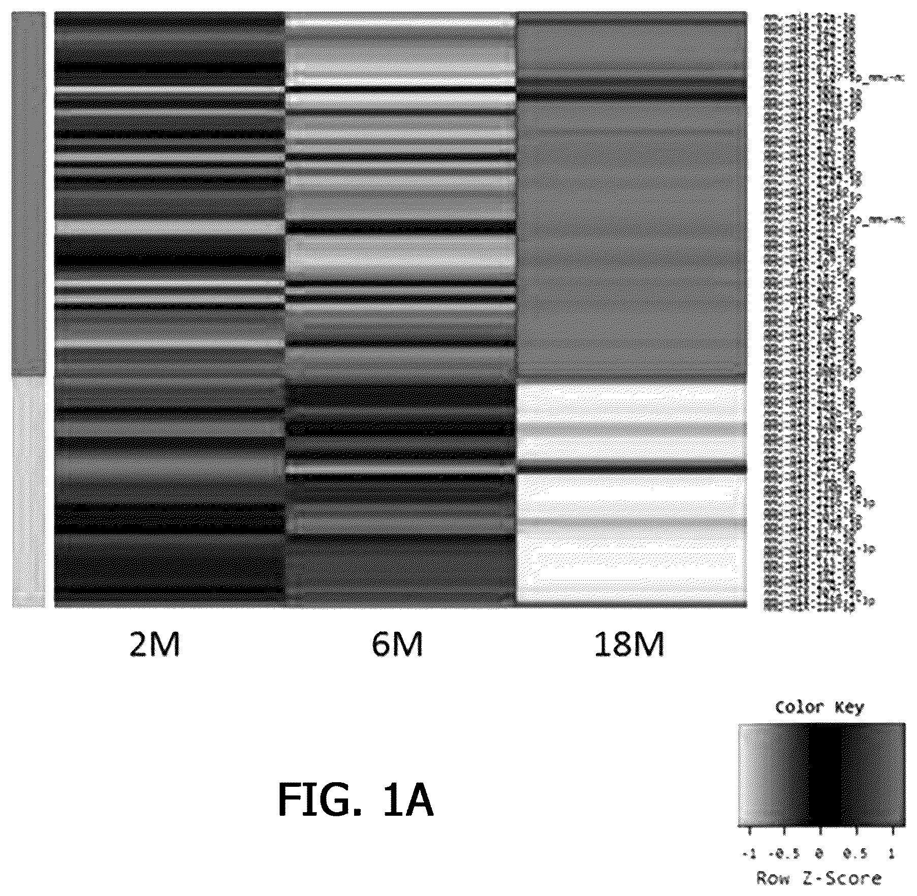 Patent US12359255 — Method for determining decrease in functions of hippocampus by using correlation between micro RNA and NMDA receptor, method for inhibiting decrease in functions, and method for screening for inhibitors of decrease in functions — Figure 1