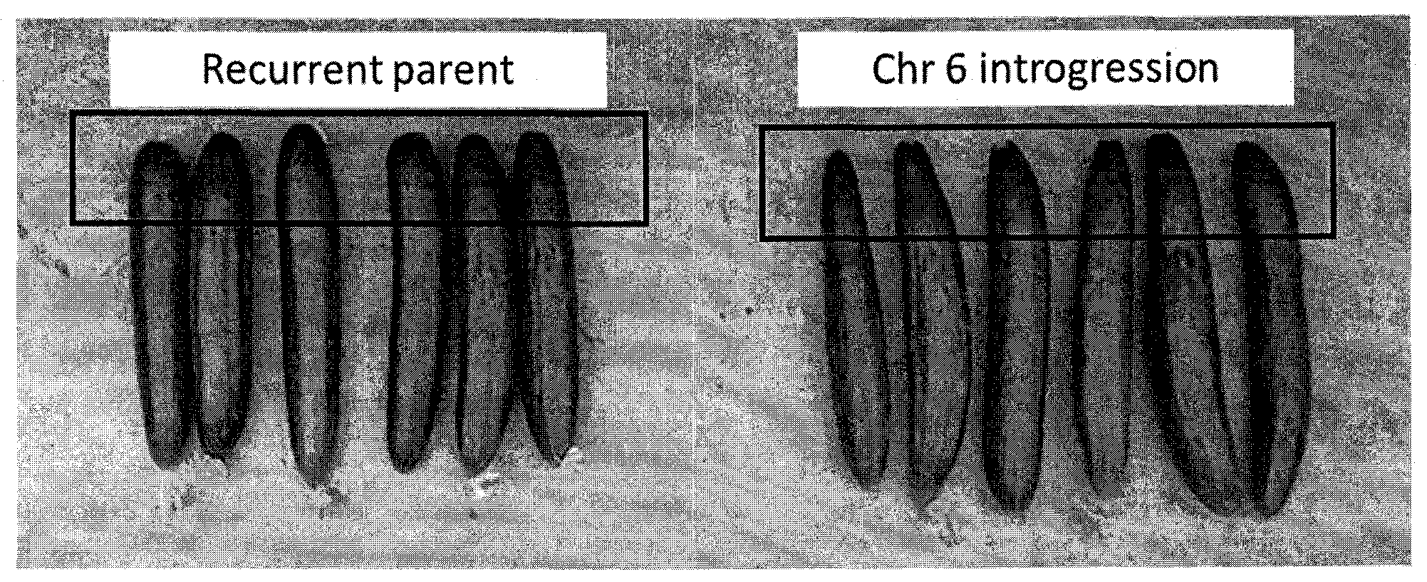Patent US12359263 — Cucumber plants with improved pest resistance — Figure 1