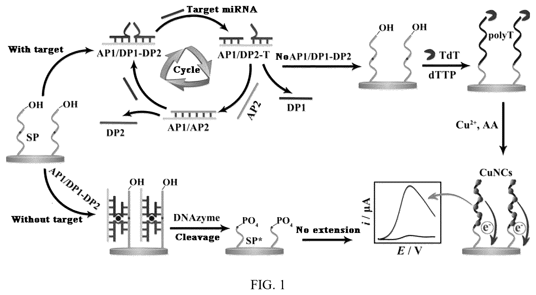 Patent US12360075 — Construction method and application of microRNA electrochemical biosensor — Figure 1