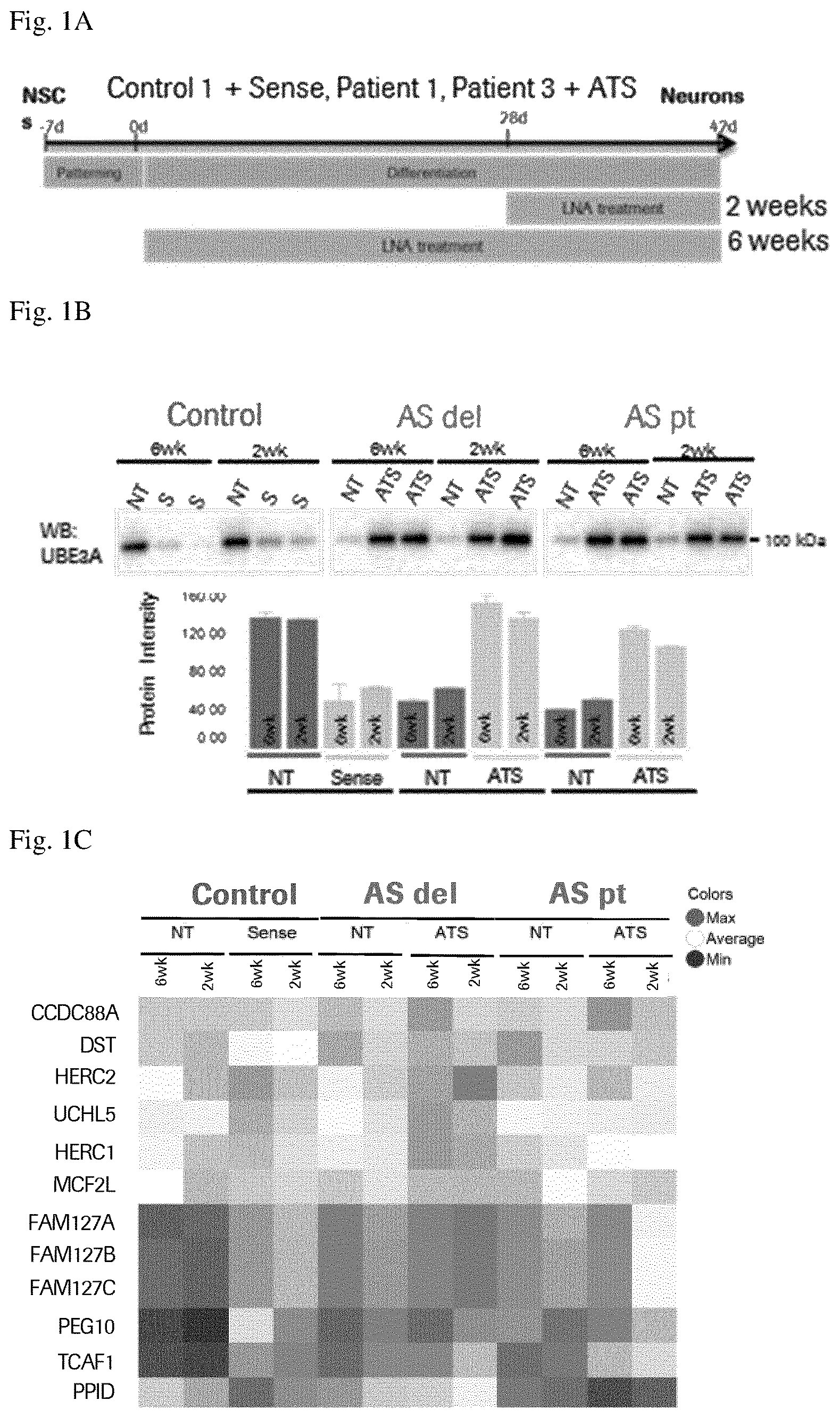 Patent US12360123 — E3 ubiquitin ligase (UBE3A) protein targets — Figure 1