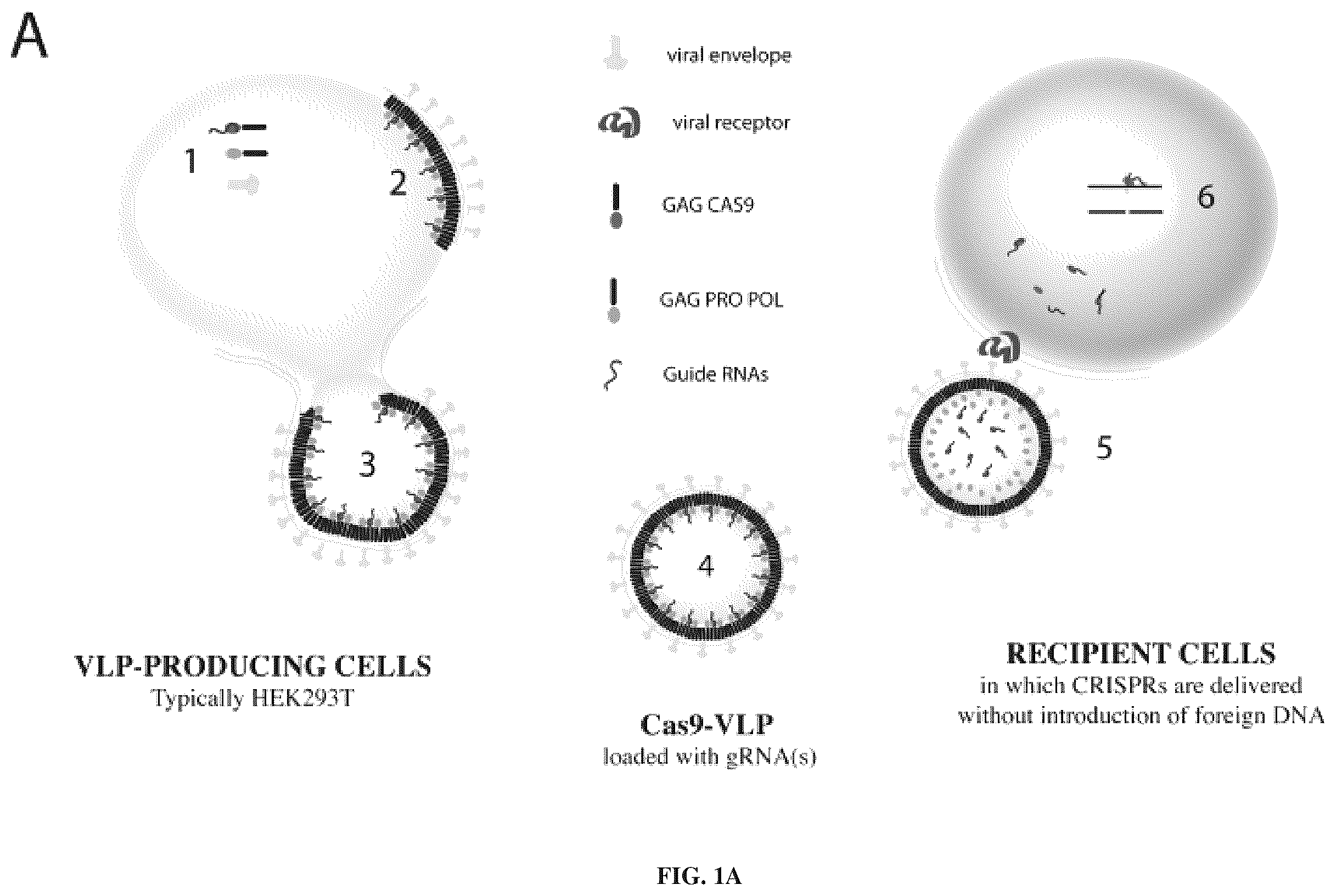 Patent US12365707 Figure 1 – Methods and products for genetic engineering