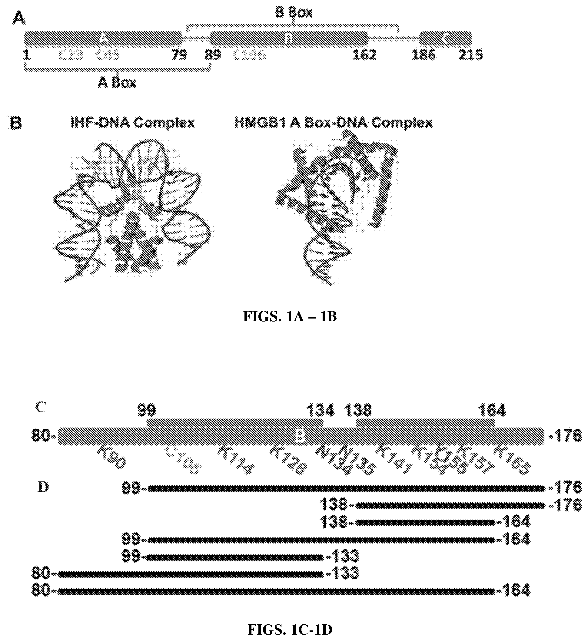 Patent US12365710 Figure 1 – HMGB1 protein derivatives for the removal of biofilms
