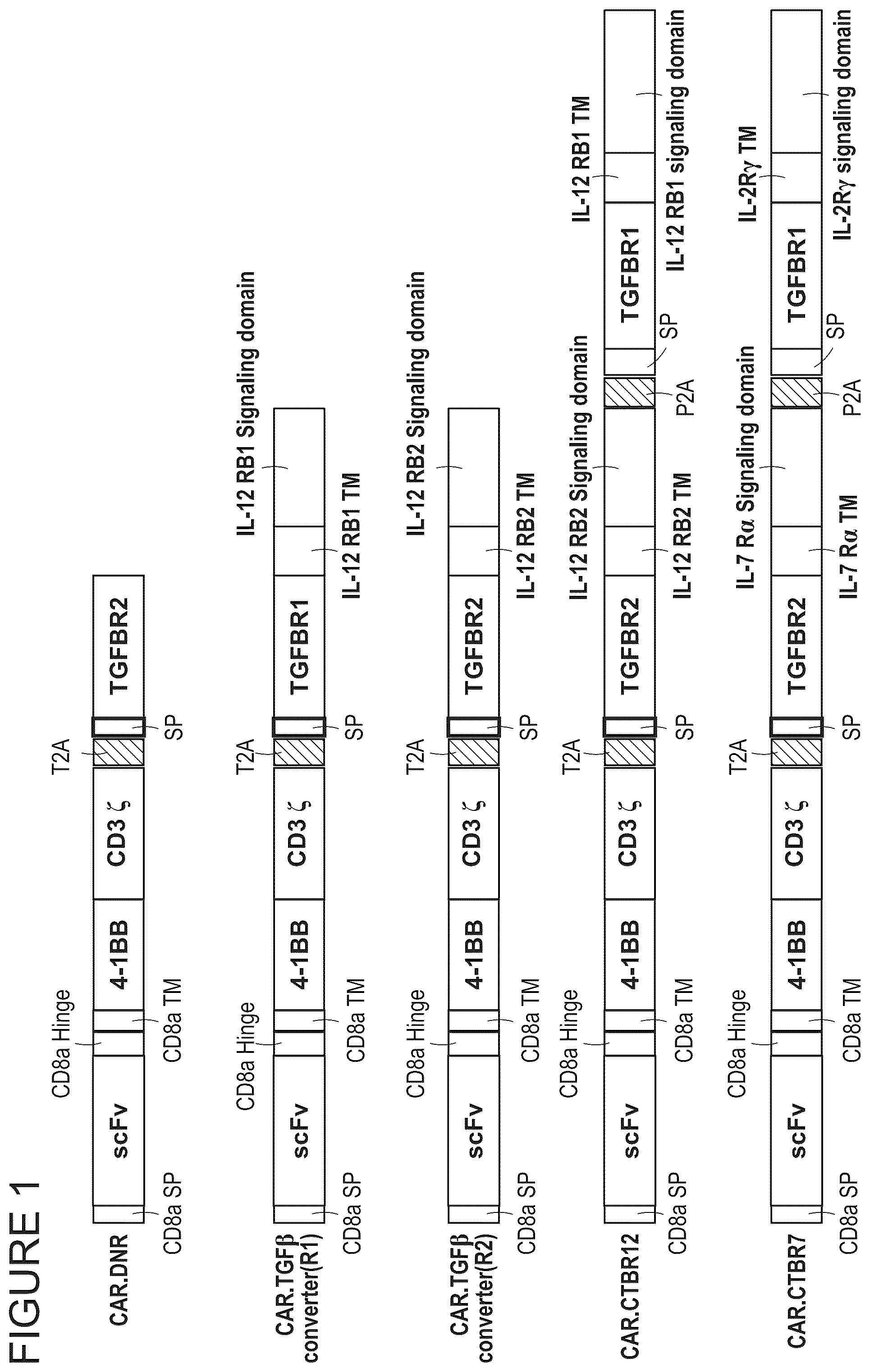 Patent US12365711 — TGFβ signal convertor — Figure 1