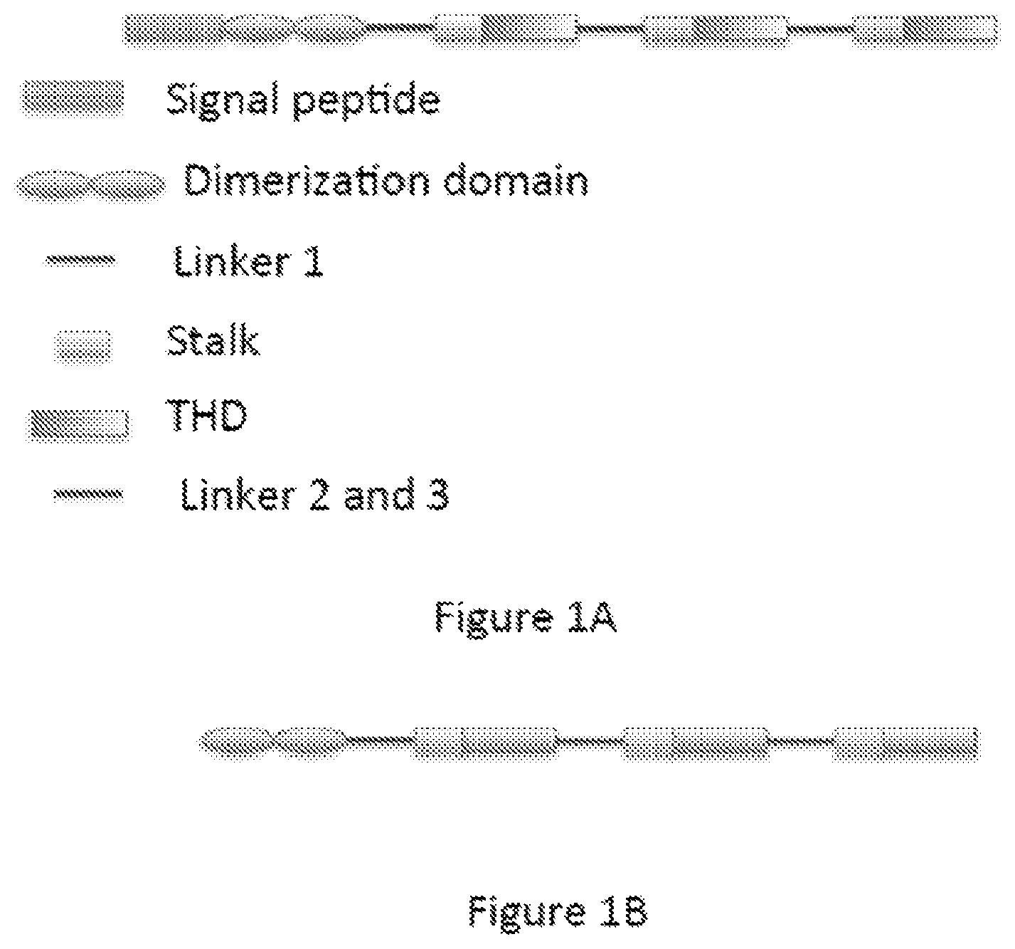 Patent US12365712 Figure 1 – Single-chain TNF Receptor 2 agonist fusion proteins