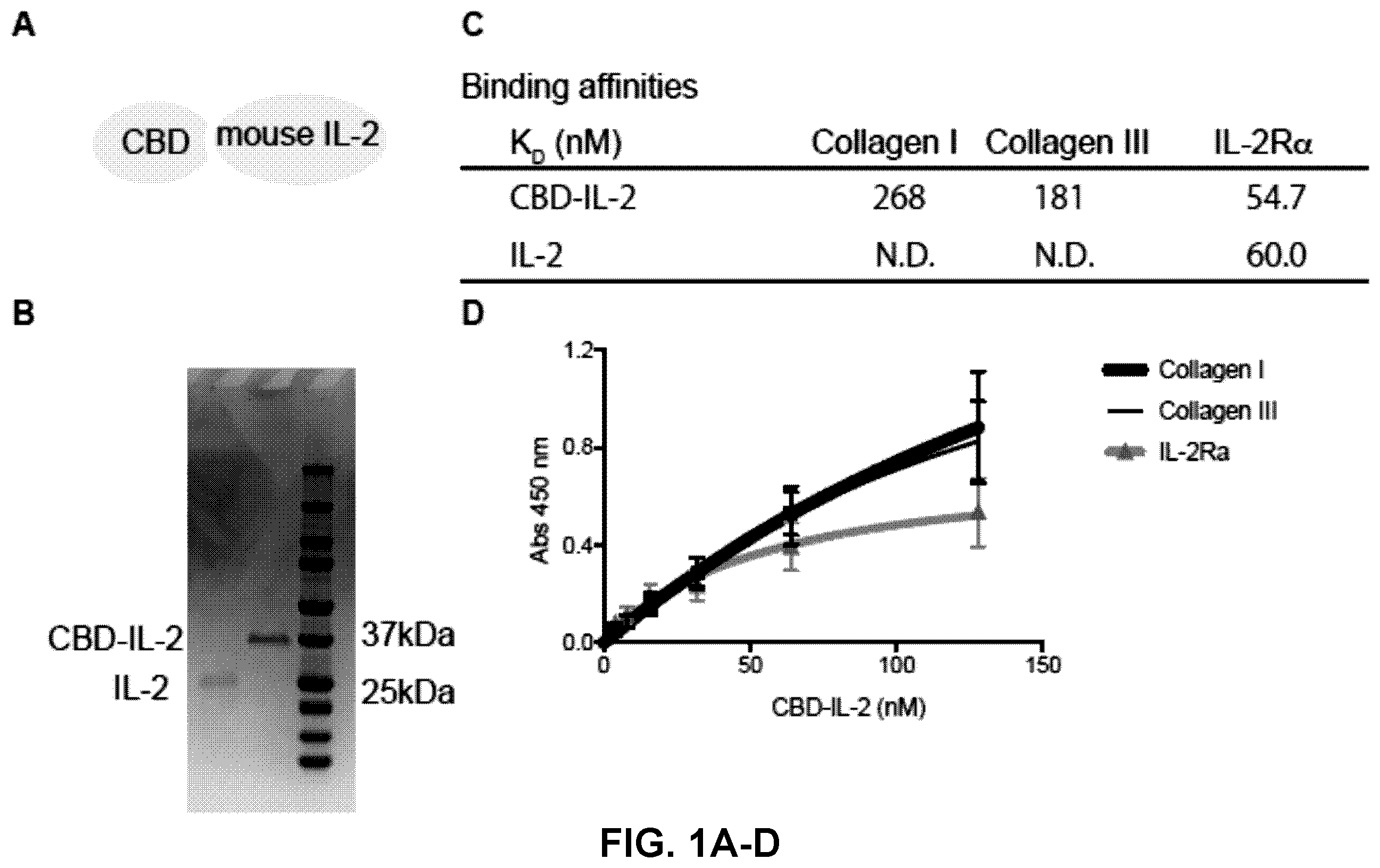 Patent US12365714 Figure 1 – Methods and compositions for treating cancer with ECM-affinity peptides linked to cytokines