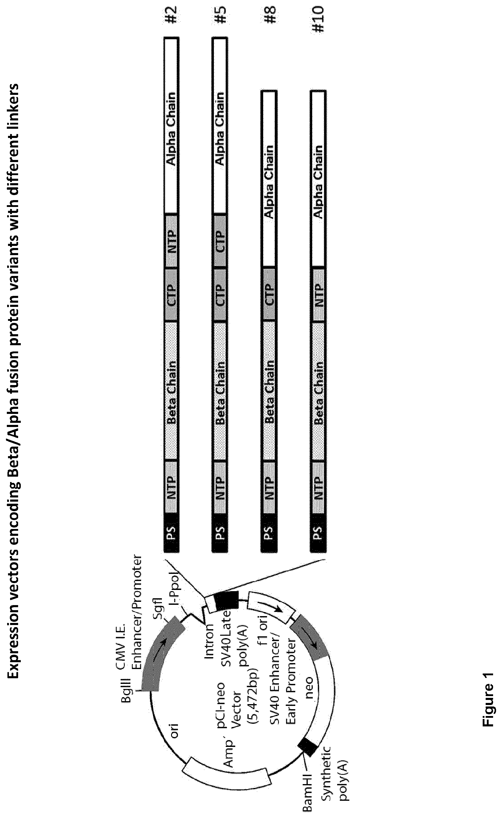 Patent US12365715 — Recombinant chorionic gonadotropin, procedure for preparation, pharmaceutical compositions and uses of the same — Figure 1