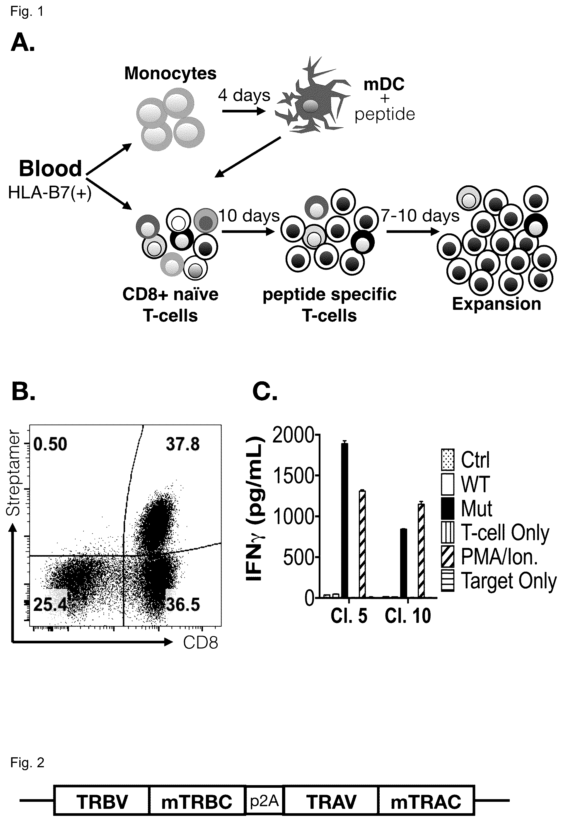 Patent US12365717 — Specific t cell receptors against epitopes of mutant MYD88L265P protein for adoptive T cell therapy — Figure 1