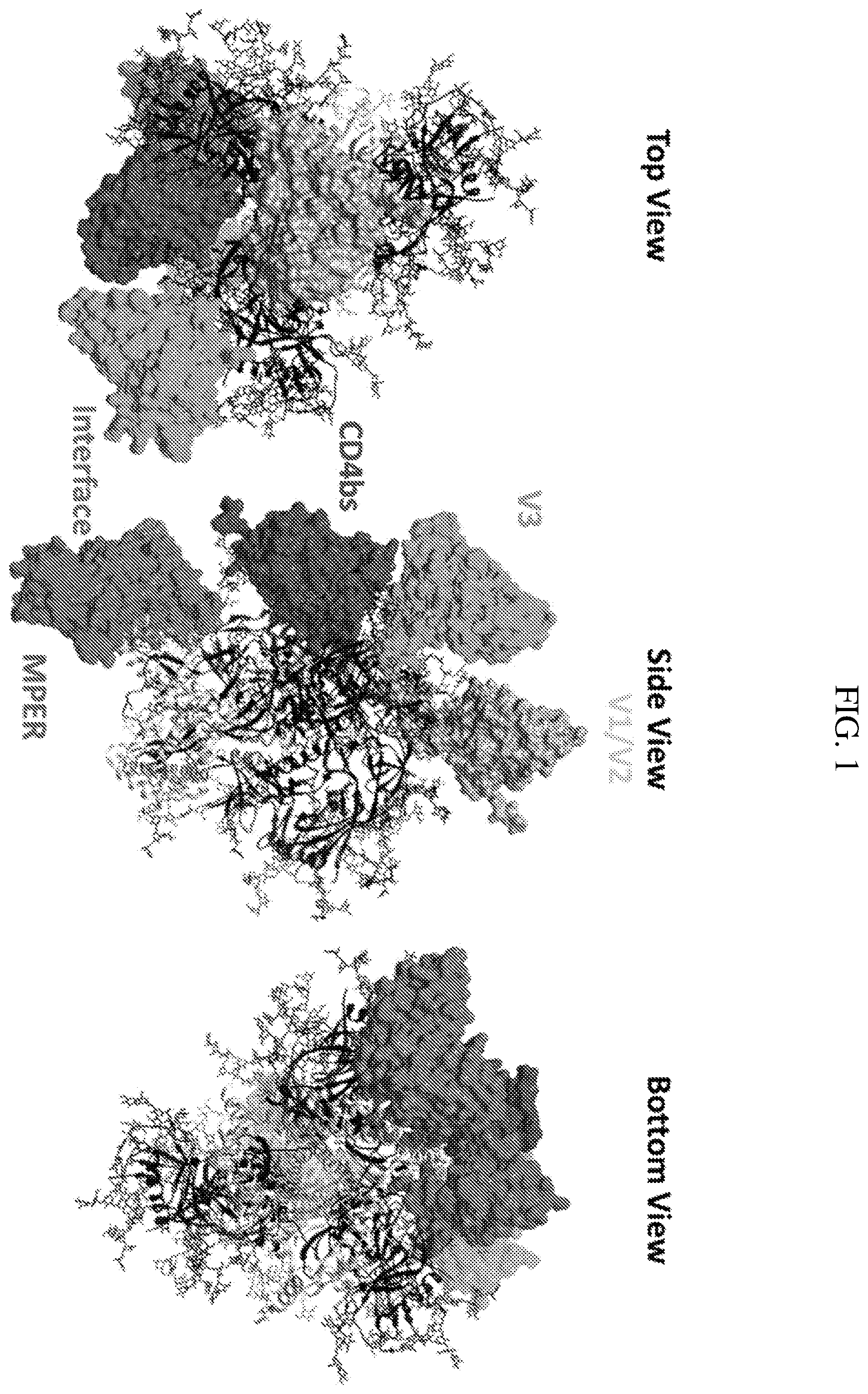 Patent US12365722 Figure 1 – Multispecific antibodies targeting multiple epitopes on the HIV-1 envelope
