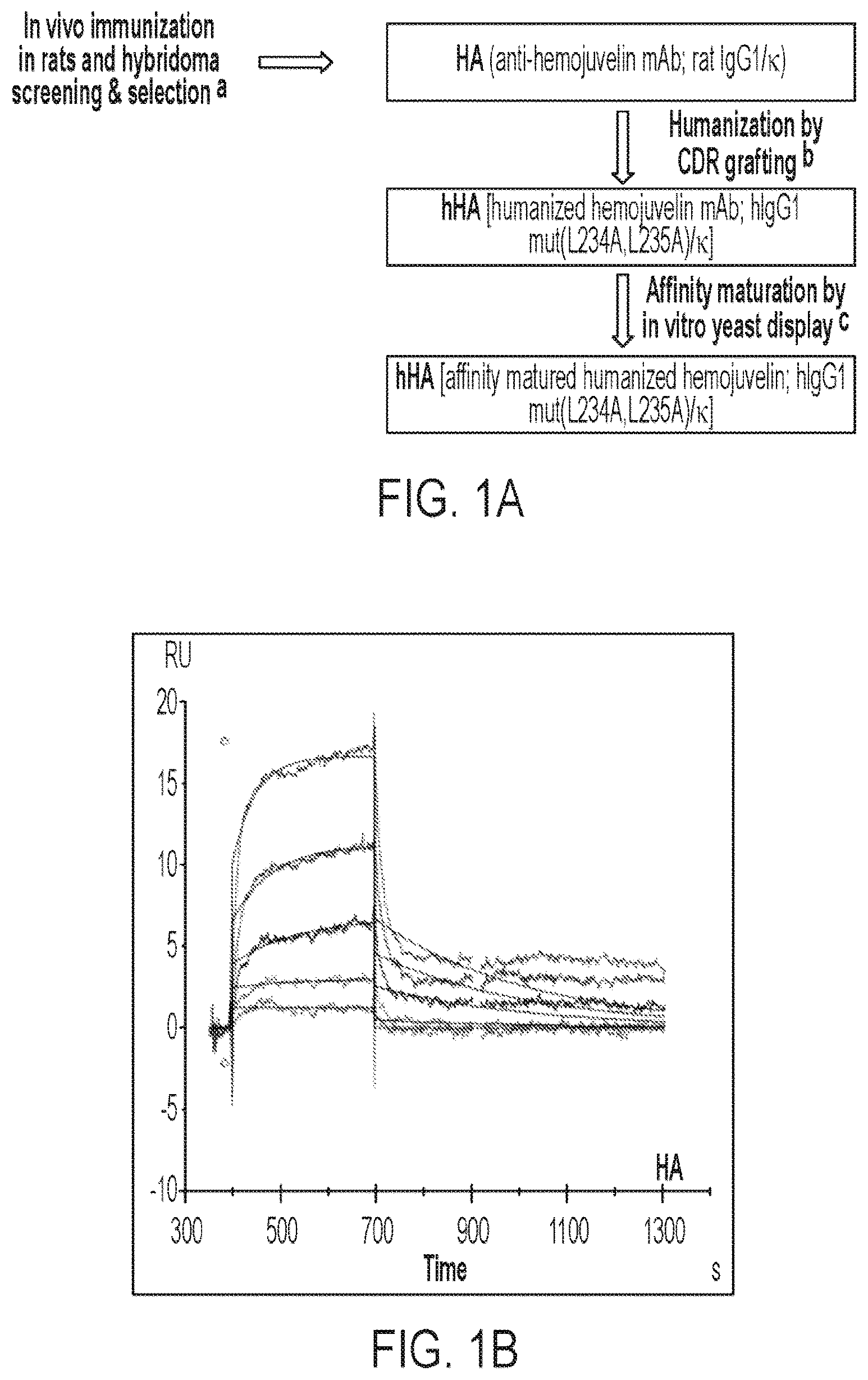 Patent US12365729 — Anti-hemojuvelin (HJV) antibodies for treating myelofibrosis — Figure 1