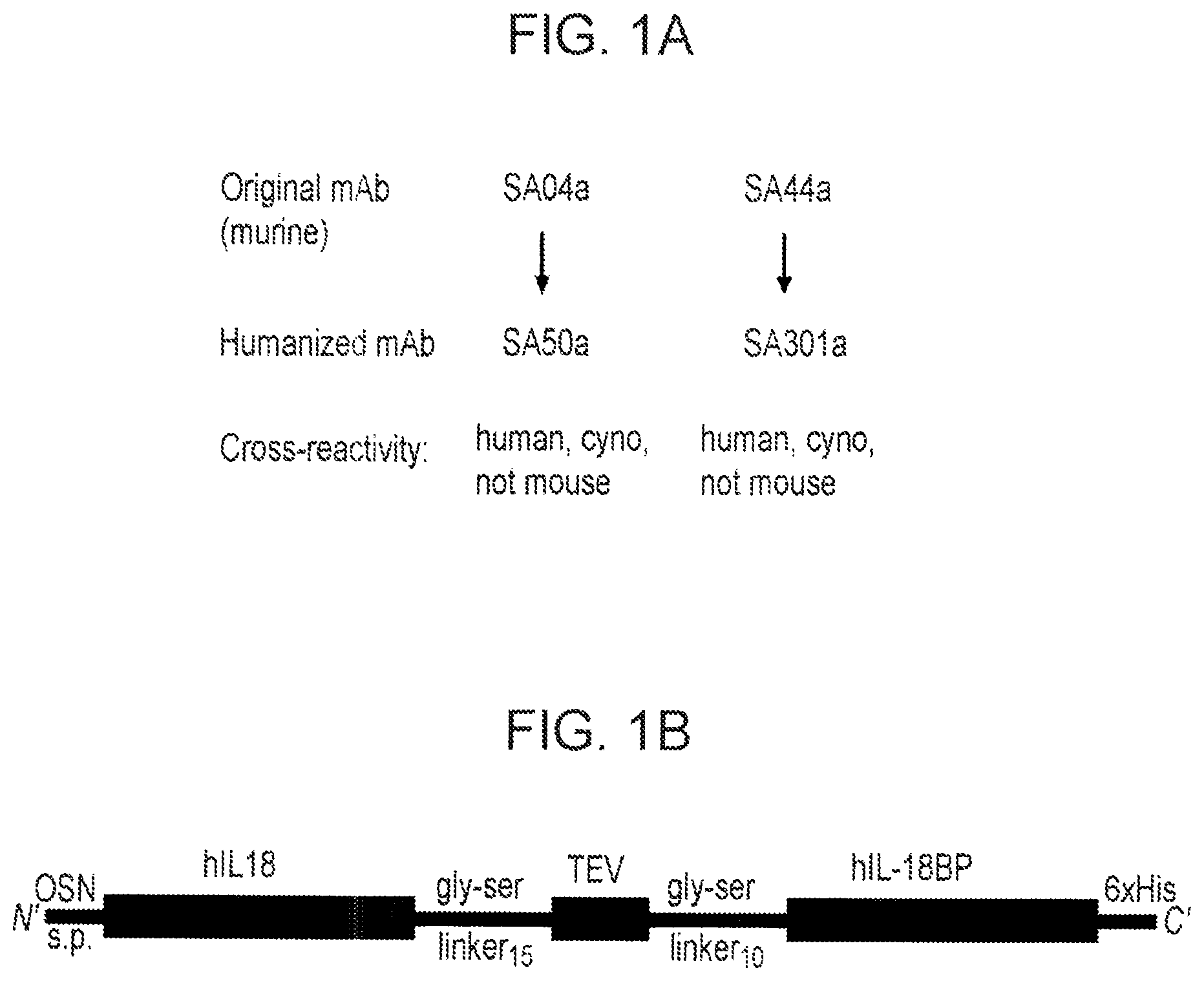 Patent US12365737 Figure 1 – Anti-IL-18BP antibodies