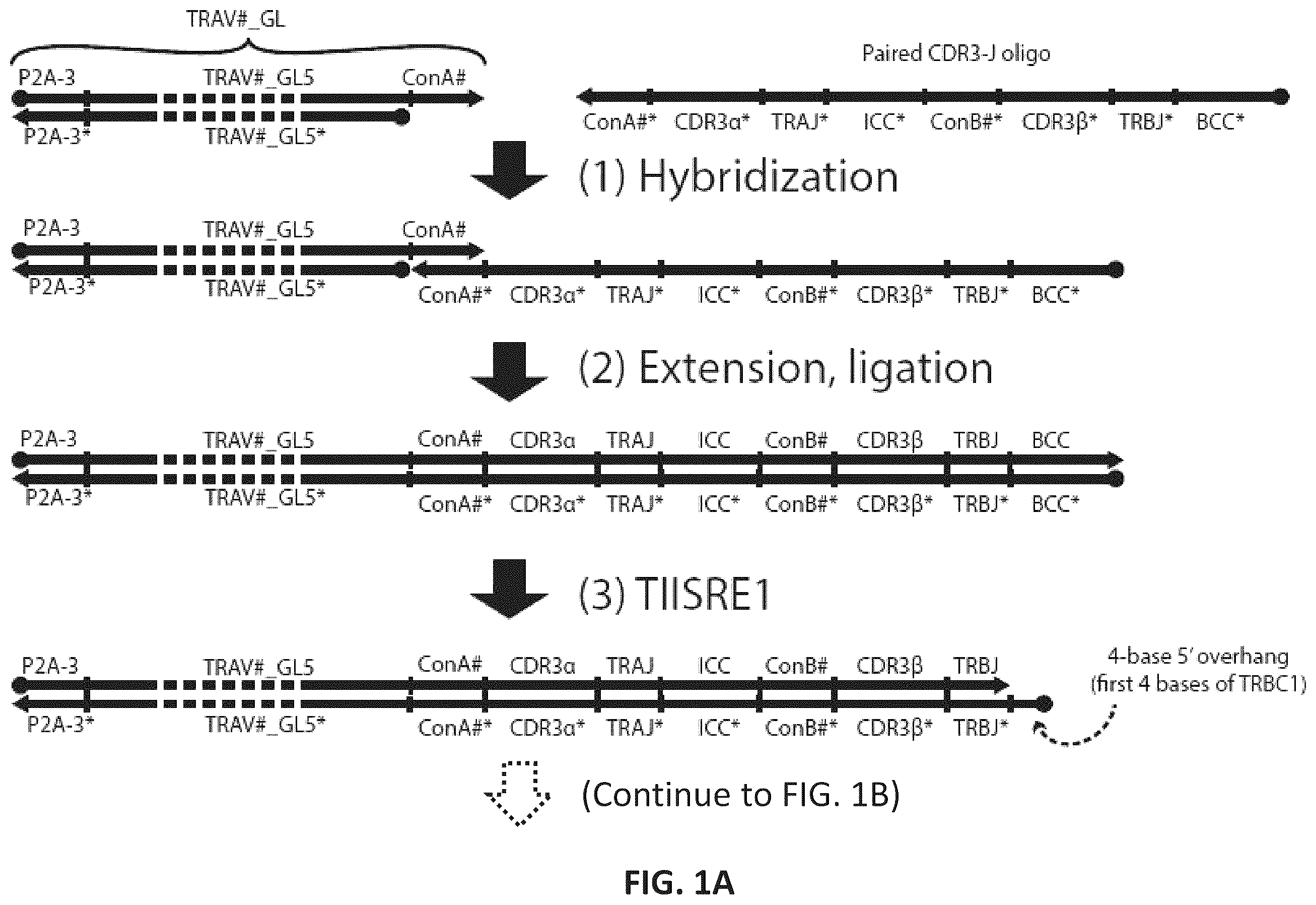 Patent US12365742 Figure 1 – Compositions and methods for t-cell receptor gene assembly