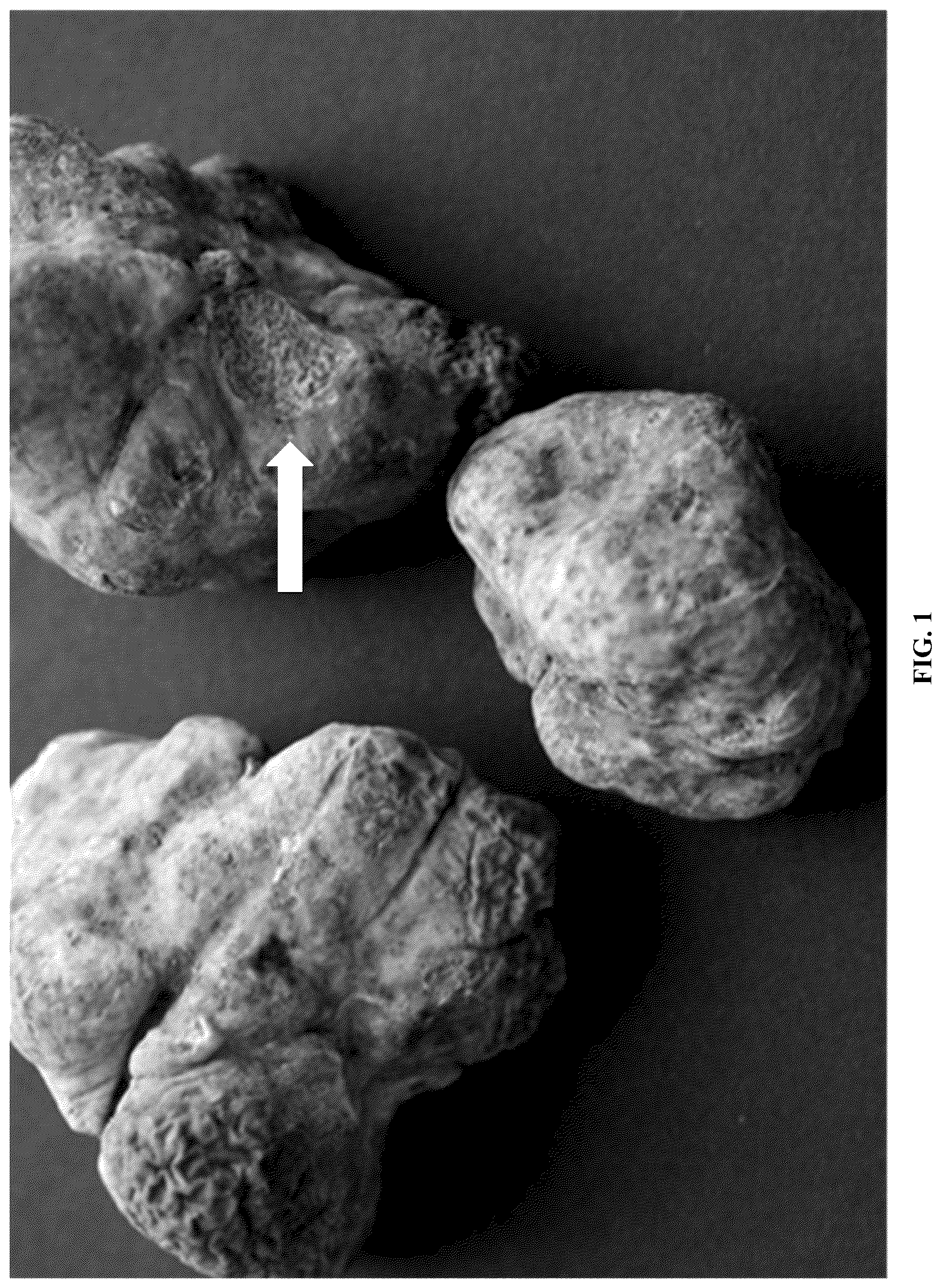 Patent US12365867 Figure 1 – Rapid isolation, cultivation methods and utilities of truffle fungi