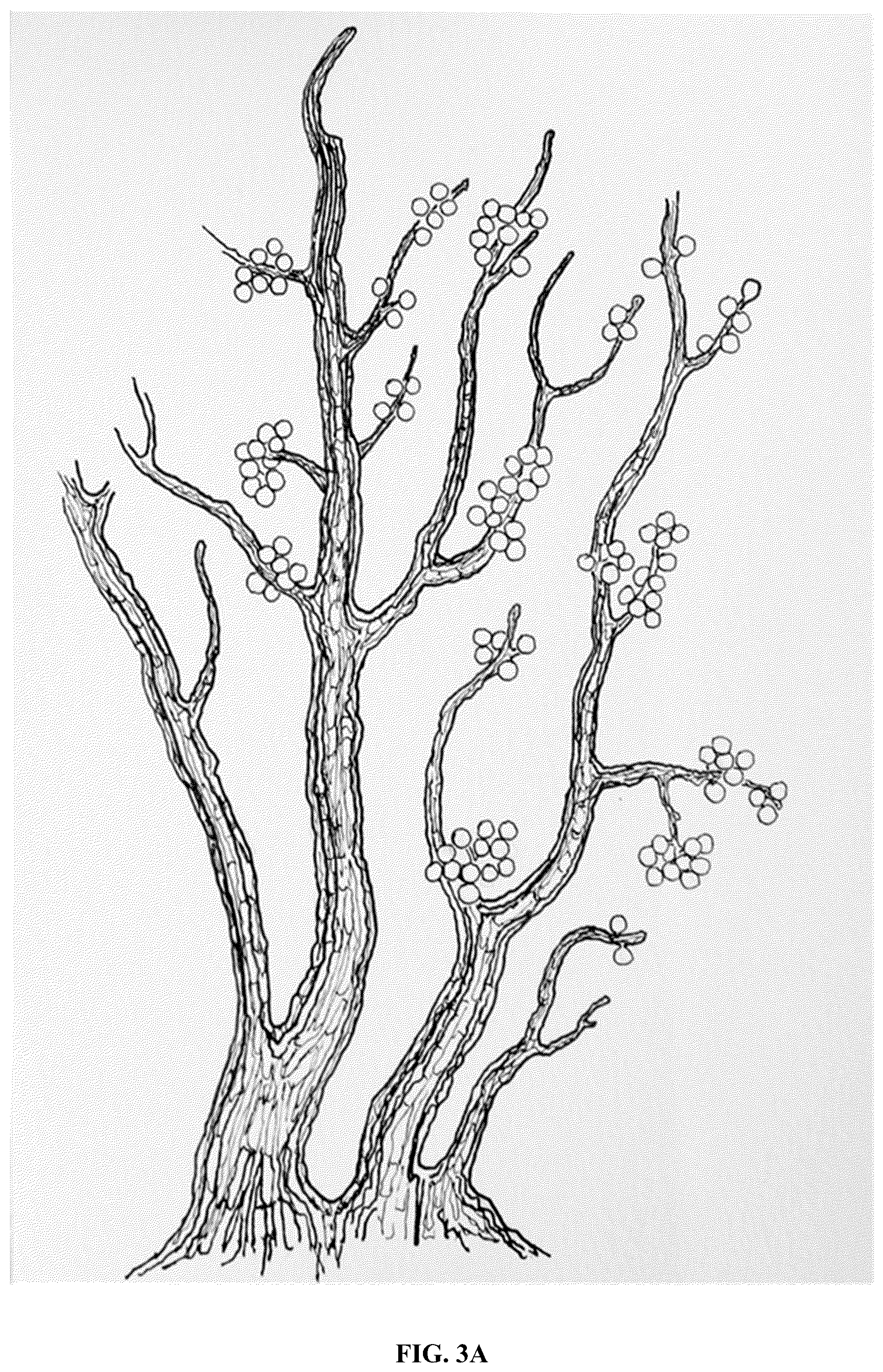 Patent US12365867 Figure 3 – Rapid isolation, cultivation methods and utilities of truffle fungi