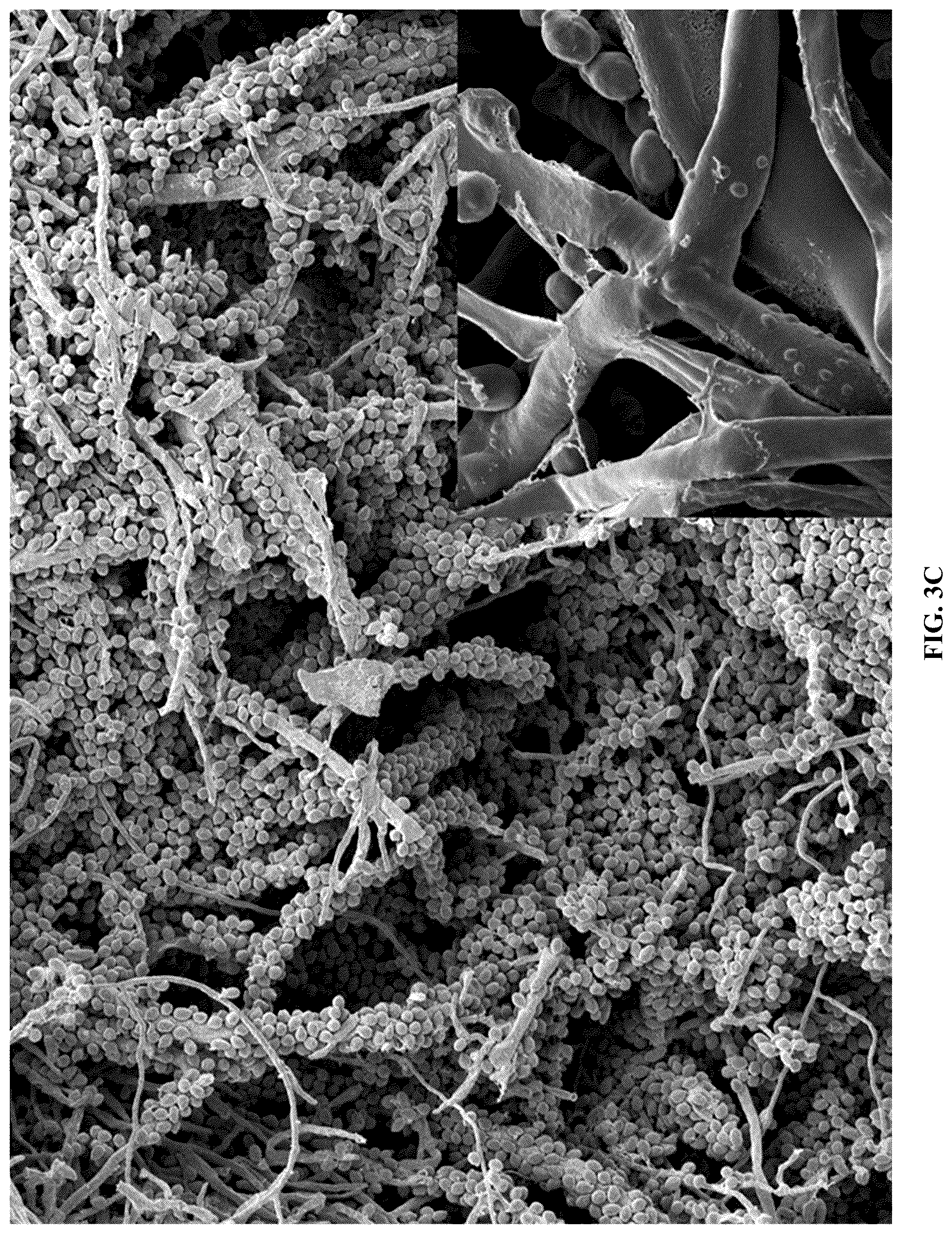 Patent US12365867 Figure 5 – Rapid isolation, cultivation methods and utilities of truffle fungi