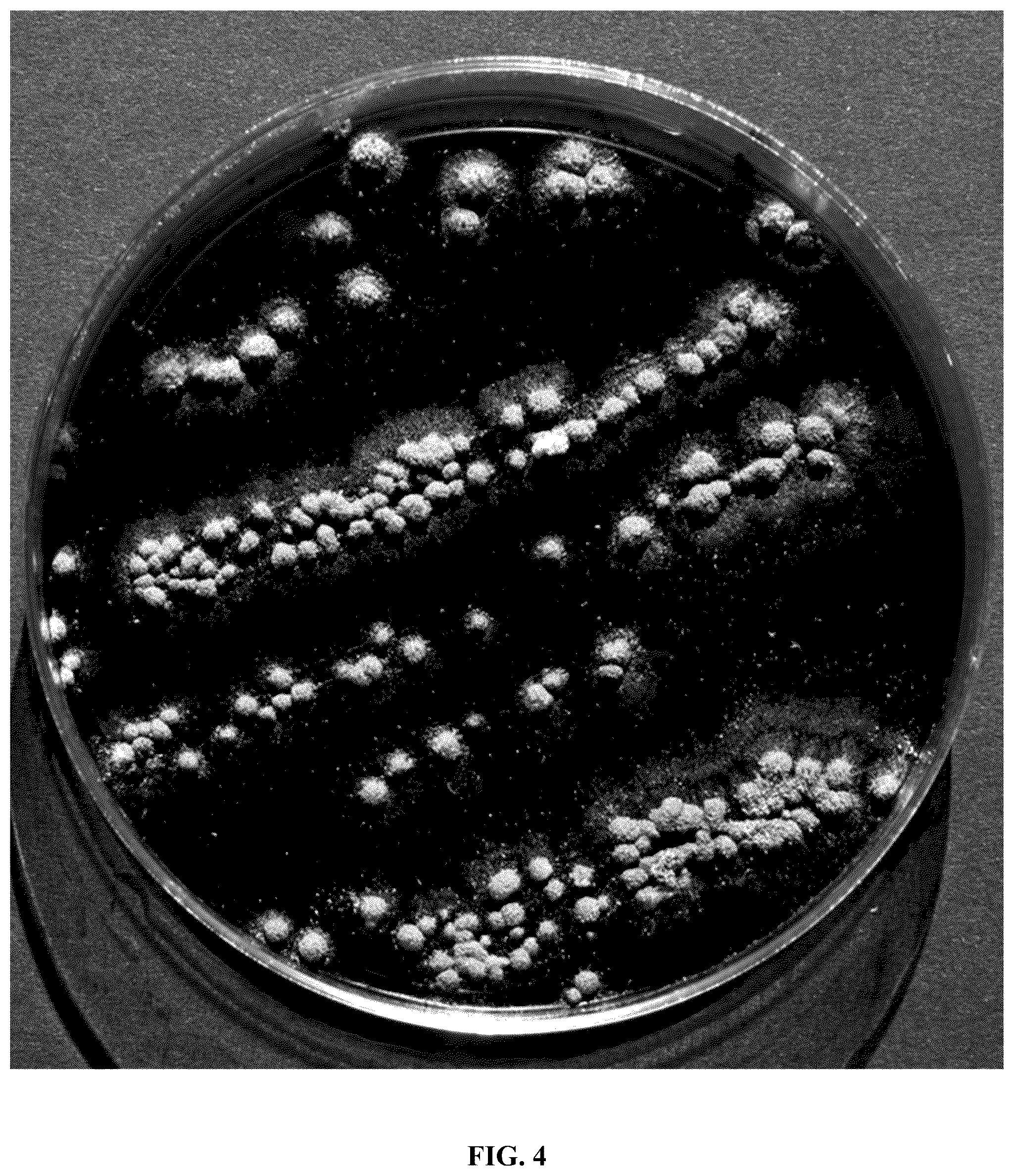 Patent US12365867 Figure 6 – Rapid isolation, cultivation methods and utilities of truffle fungi