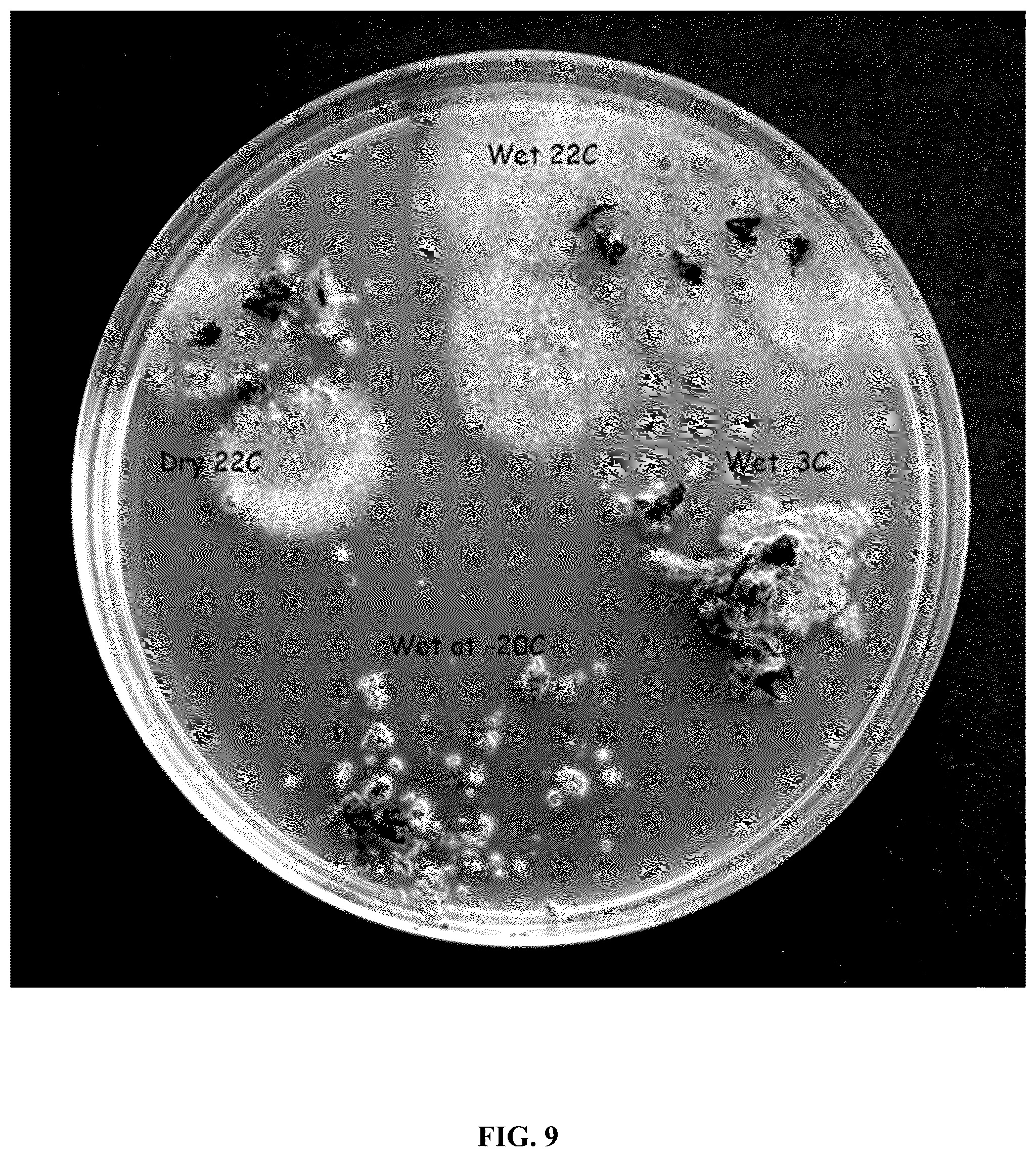 Patent US12365867 Figure 11 – Rapid isolation, cultivation methods and utilities of truffle fungi