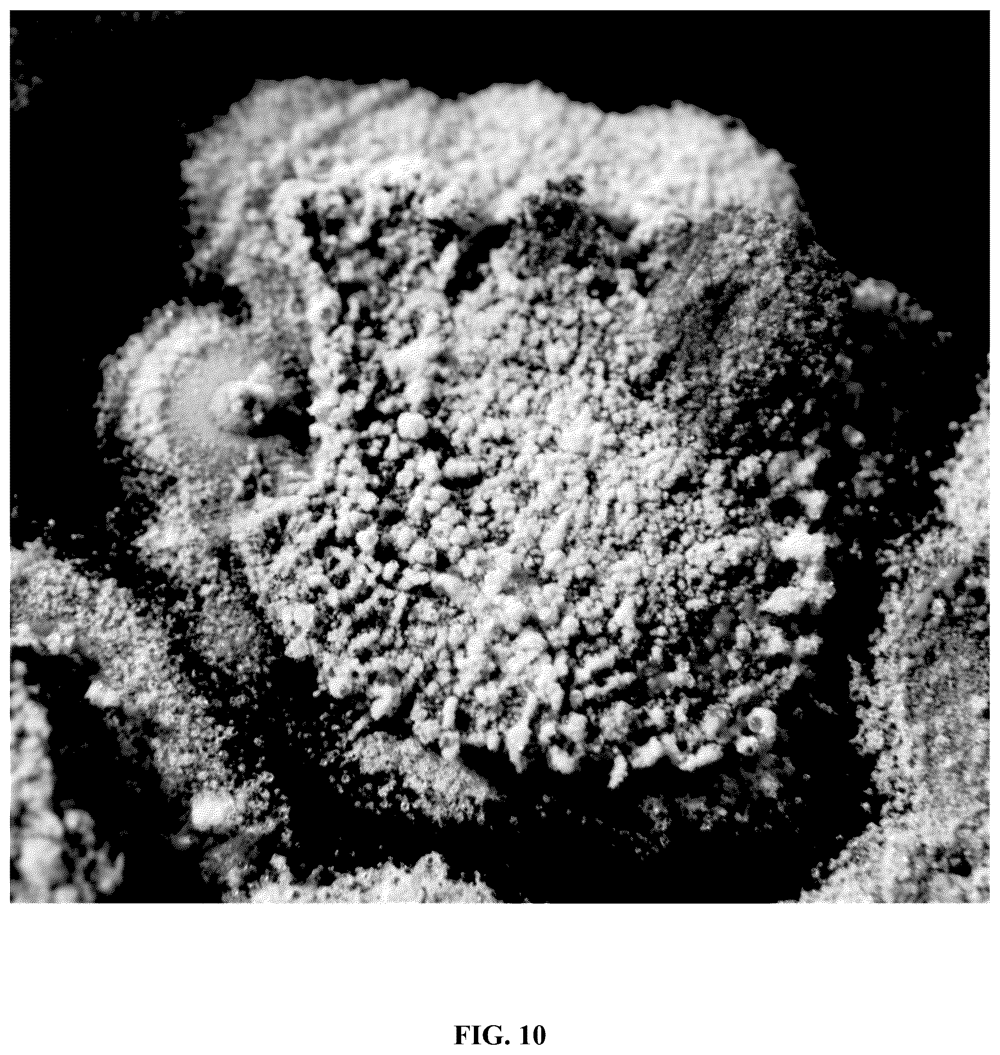 Patent US12365867 Figure 12 – Rapid isolation, cultivation methods and utilities of truffle fungi