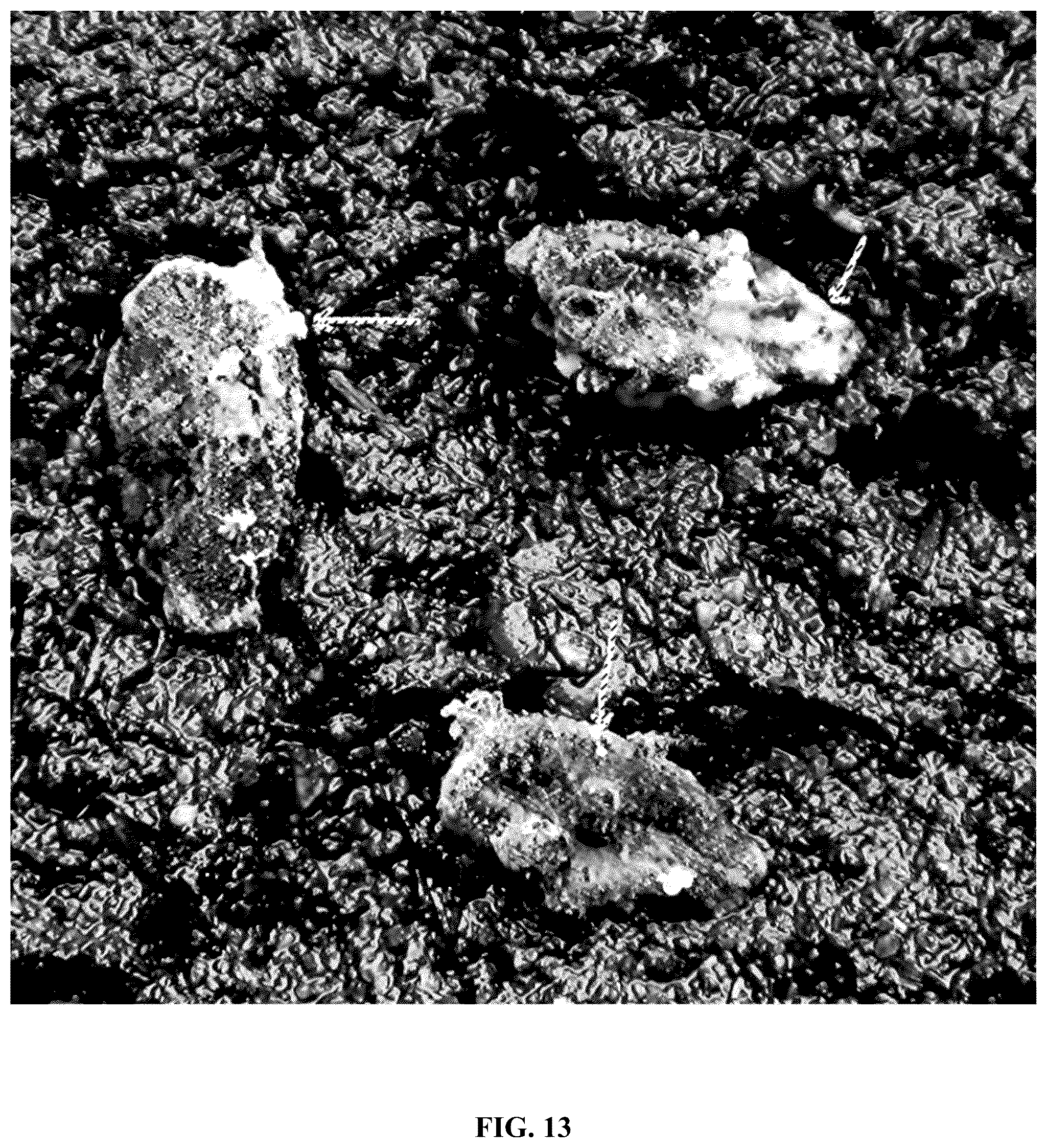 Patent US12365867 Figure 15 – Rapid isolation, cultivation methods and utilities of truffle fungi