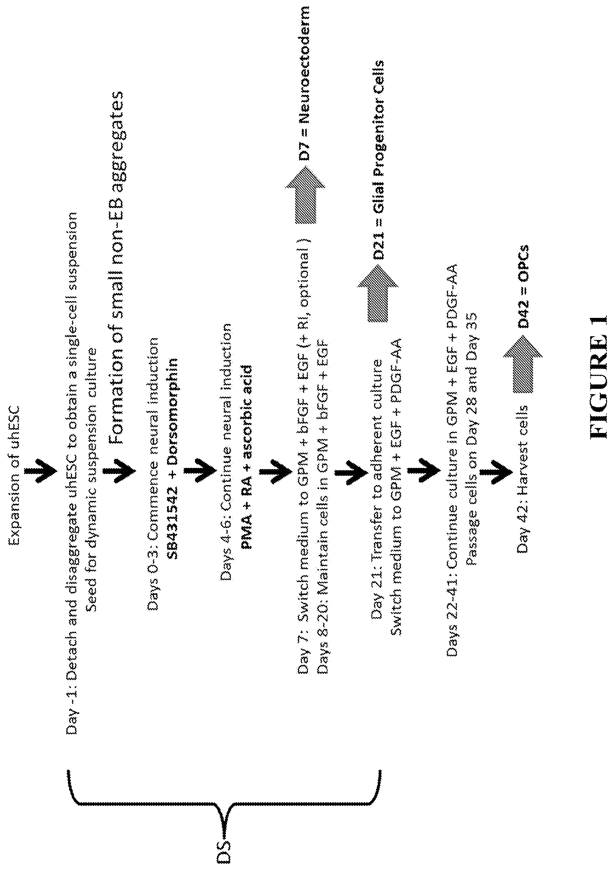 Patent US12365872 — Methods for differentiating pluripotent stem cells in dynamic suspension culture — Figure 1