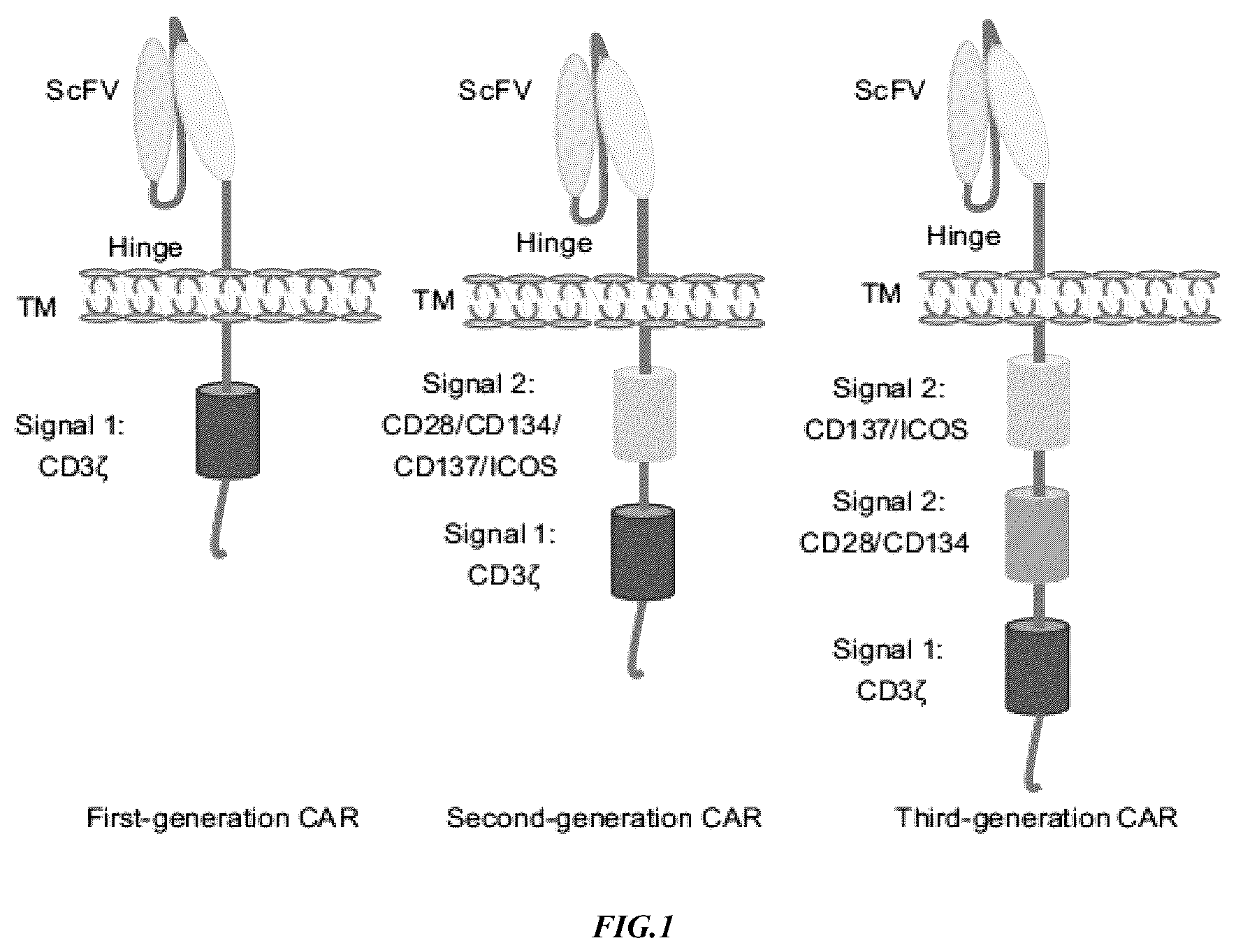 Patent US12365874 Figure 1 – Chimeric antigen receptor-modified NK-92 cells targeting EGFR super-family receptors