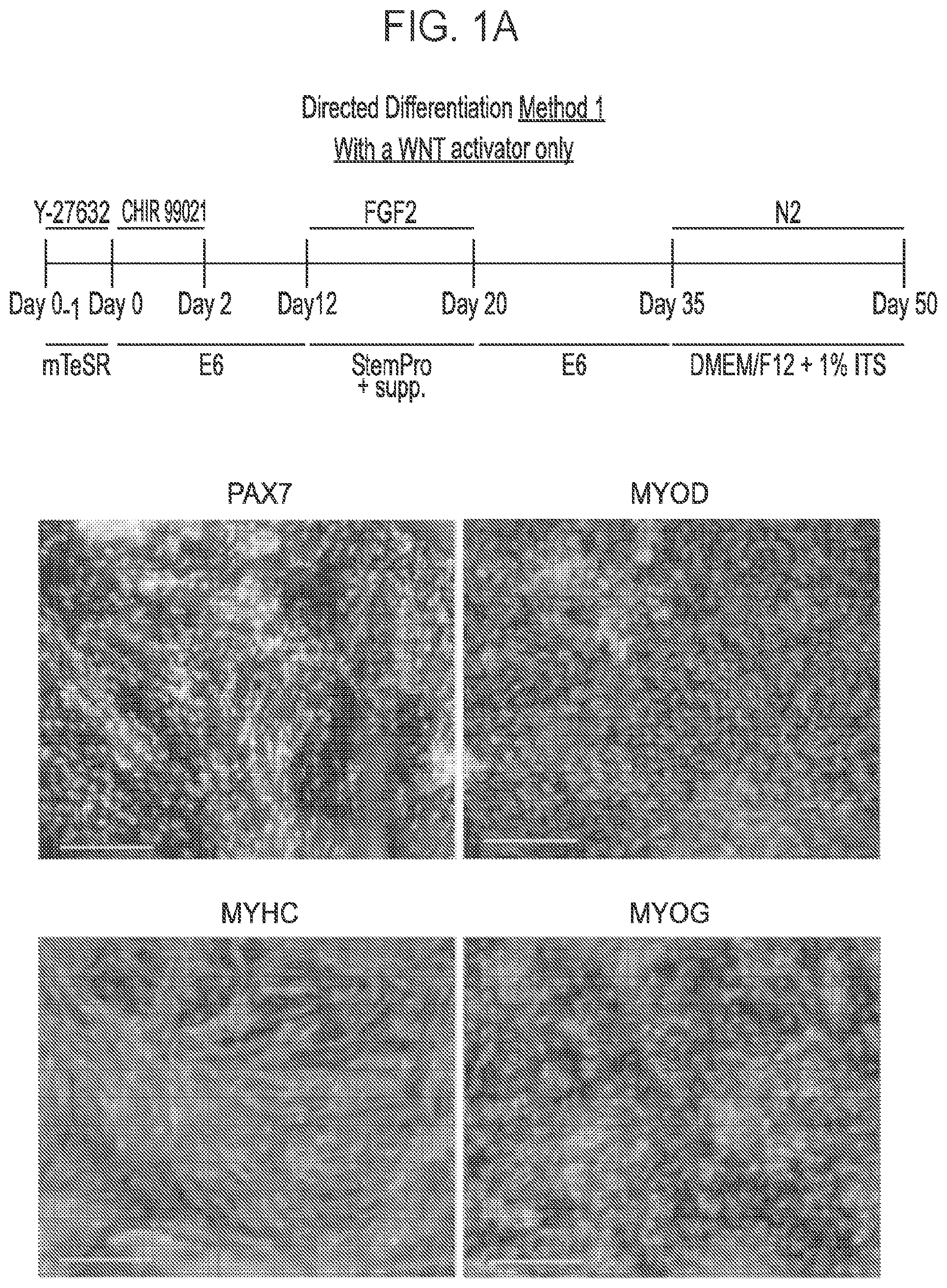 Patent US12365875 — Methods for generating skeletal muscle progenitor cells — Figure 1