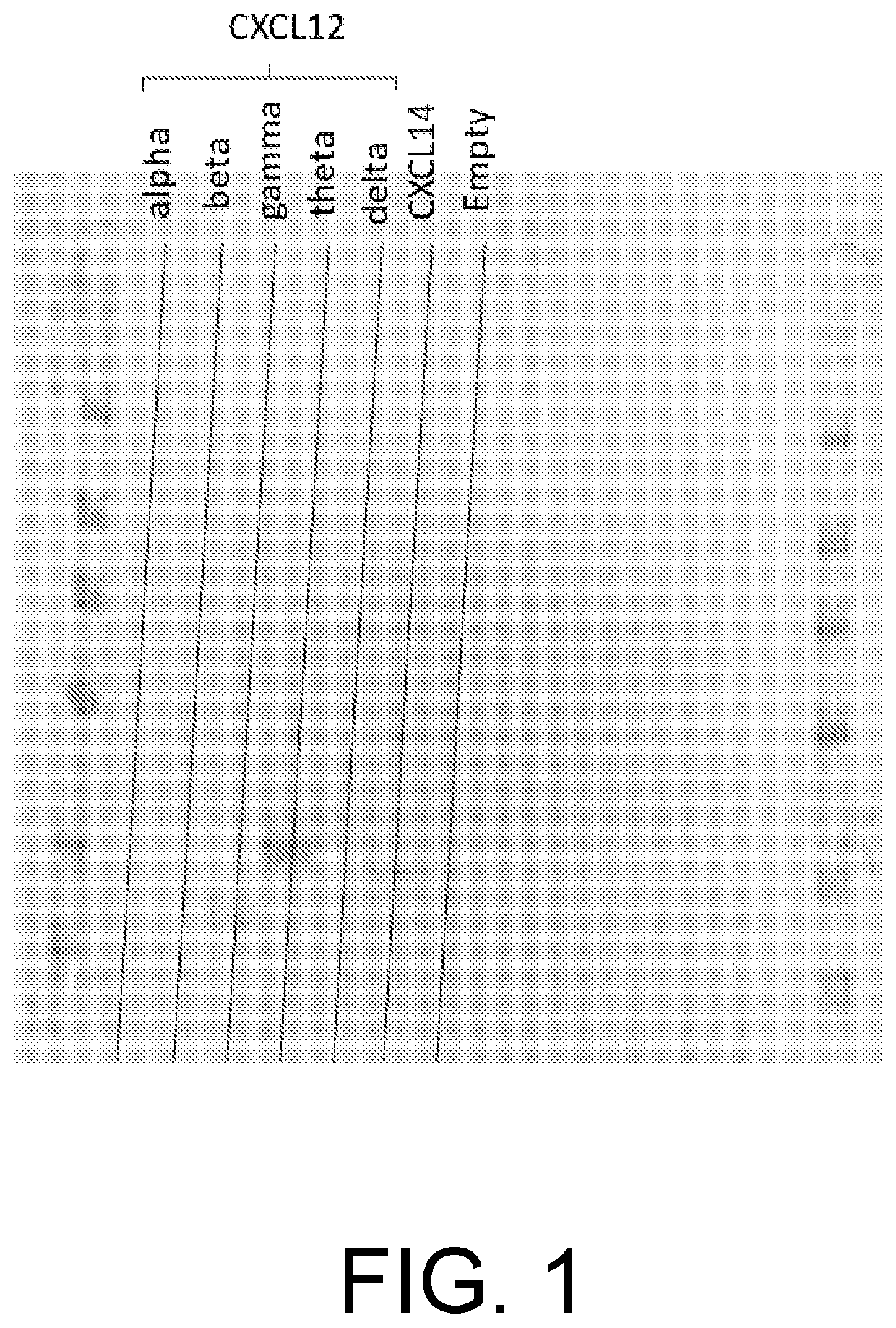 Patent US12365876 — Genetically modified stem cells — Figure 1