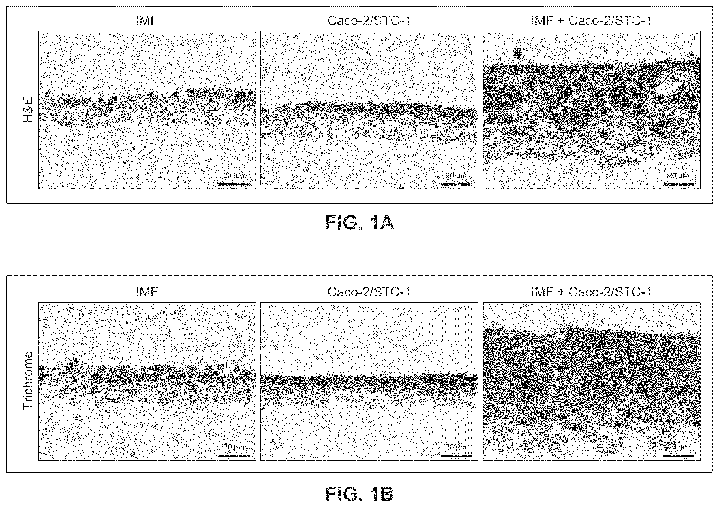 Patent US12365877 — Engineered intestinal tissue and uses thereof — Figure 1