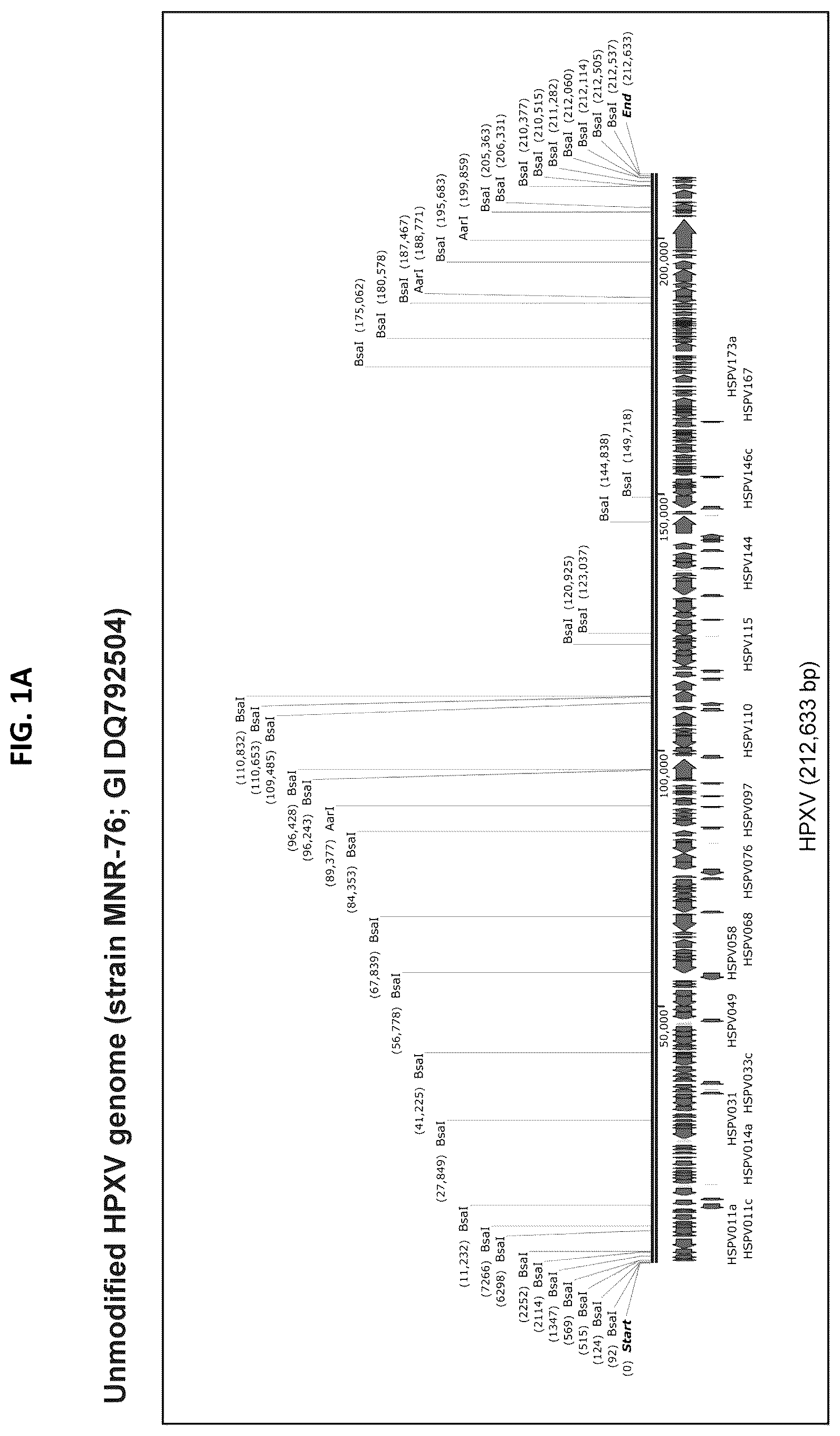 Patent US12365879 — Synthetic chimeric poxviruses — Figure 1
