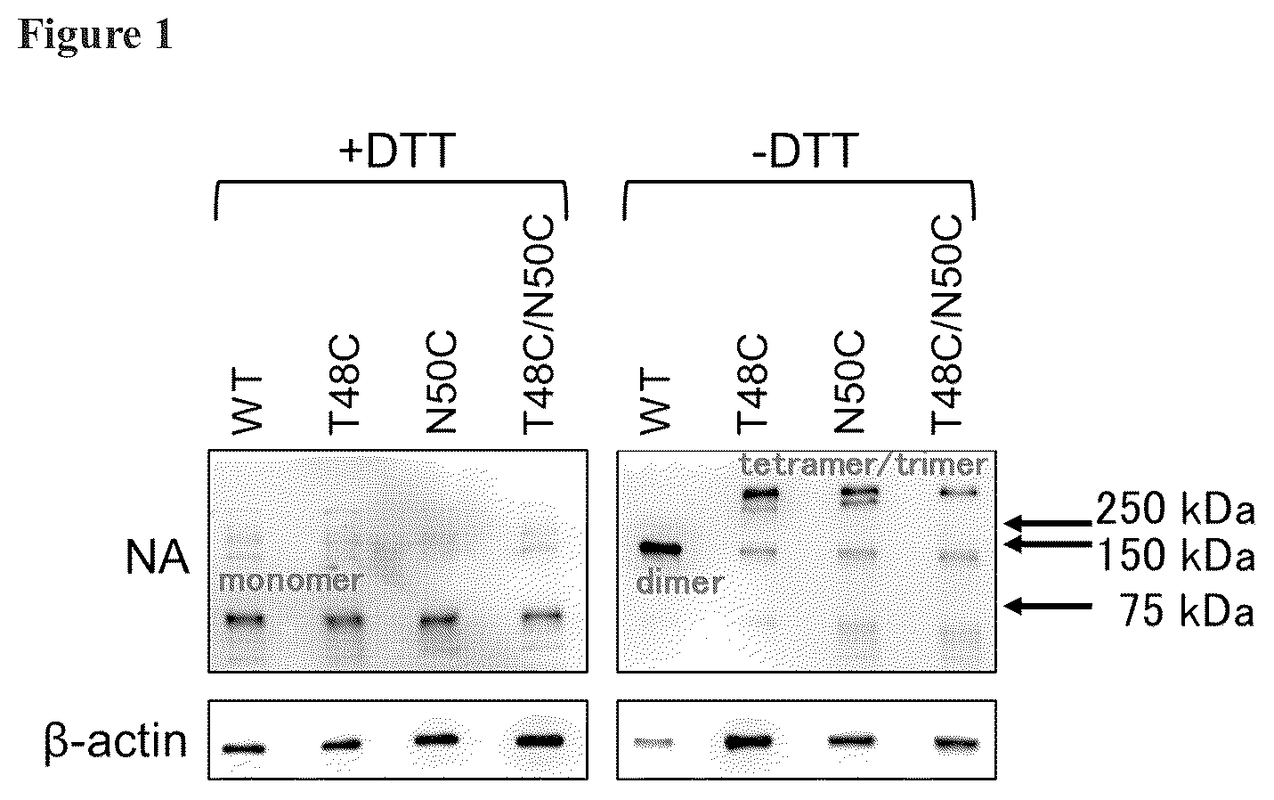 Patent US12365880 Figure 1 – Recombinant influenza viruses with stabilized NA