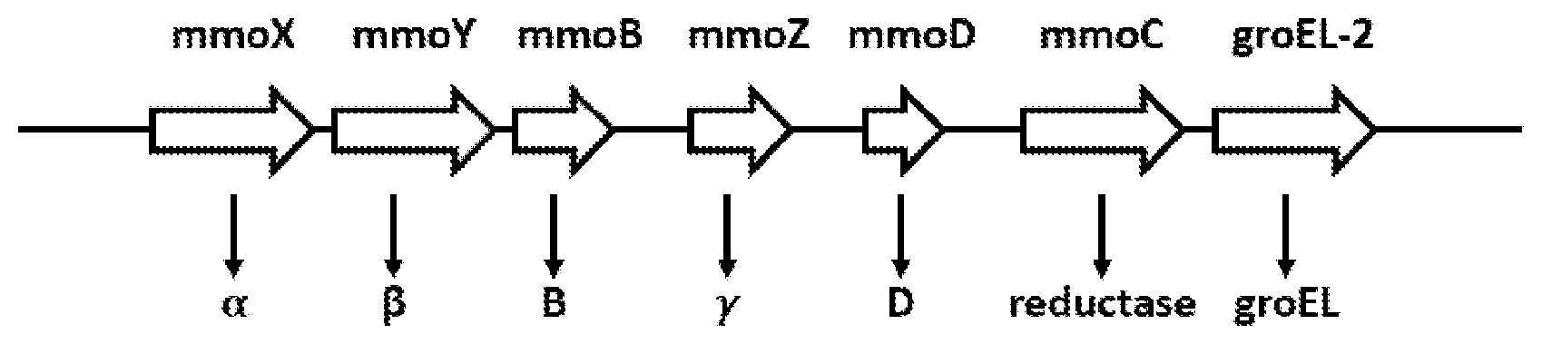 Patent US12365883 Figure 1 – Methane monooxygenase enzymes